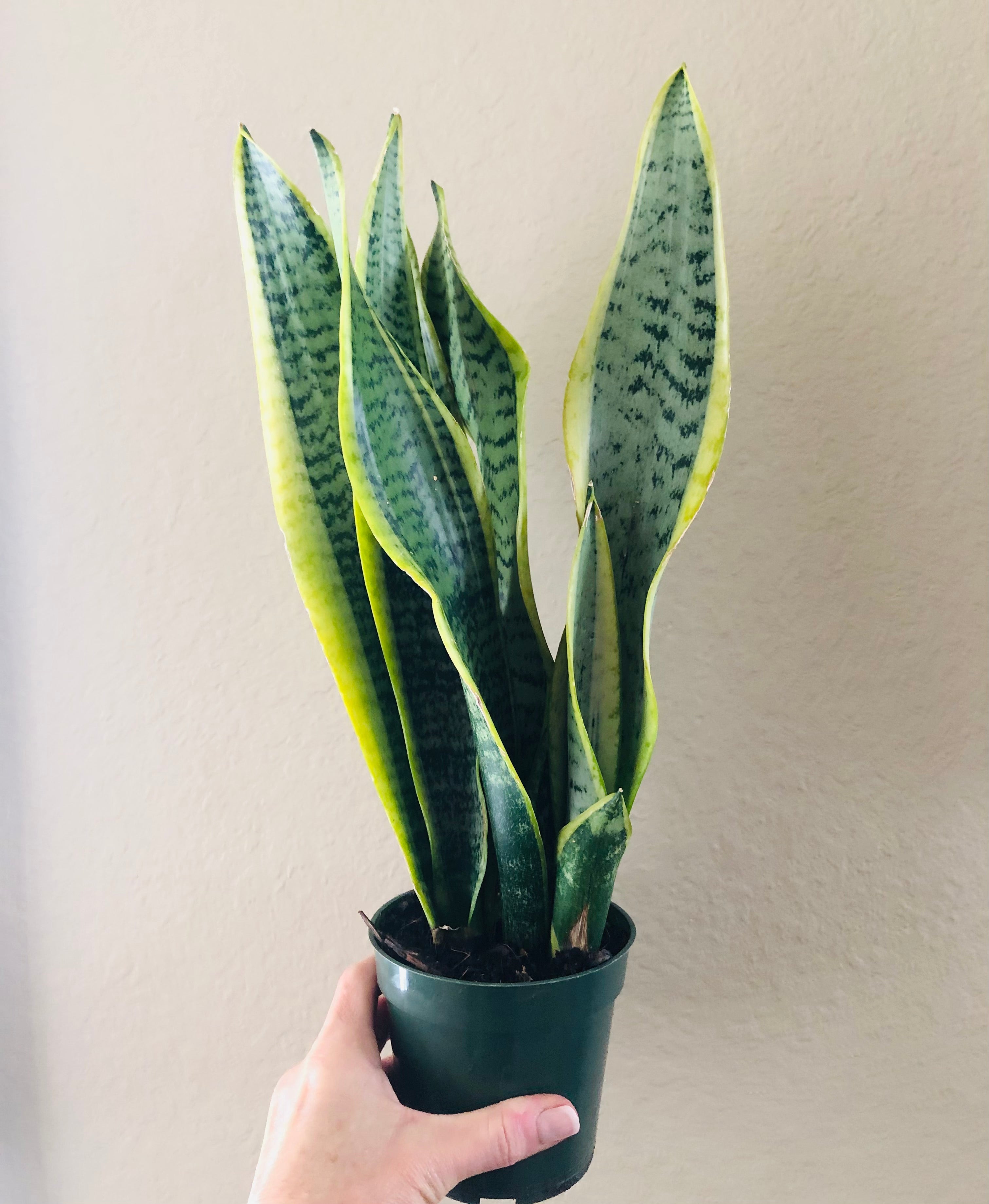 Sansevieria Trifasciata 'Laurentii'