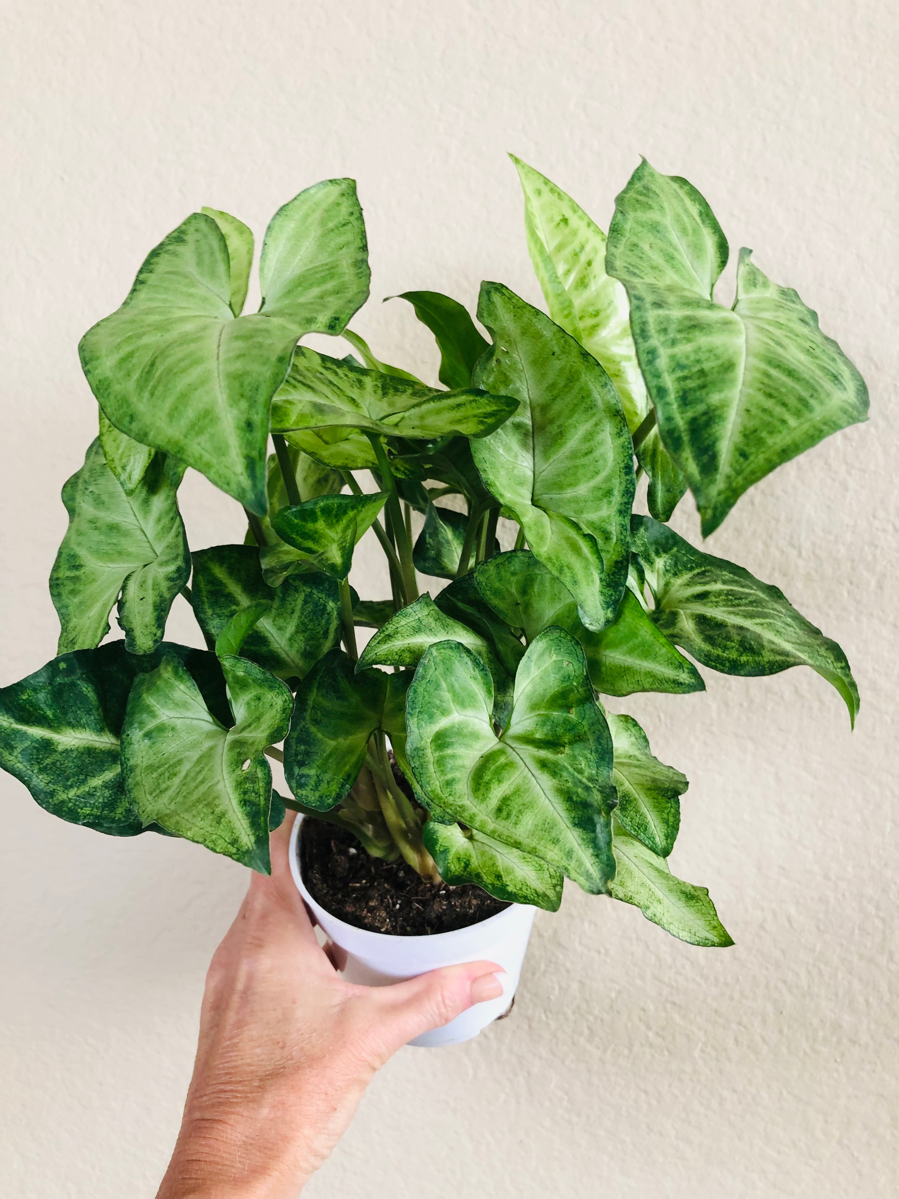 Syngonium 'White Butterfly'