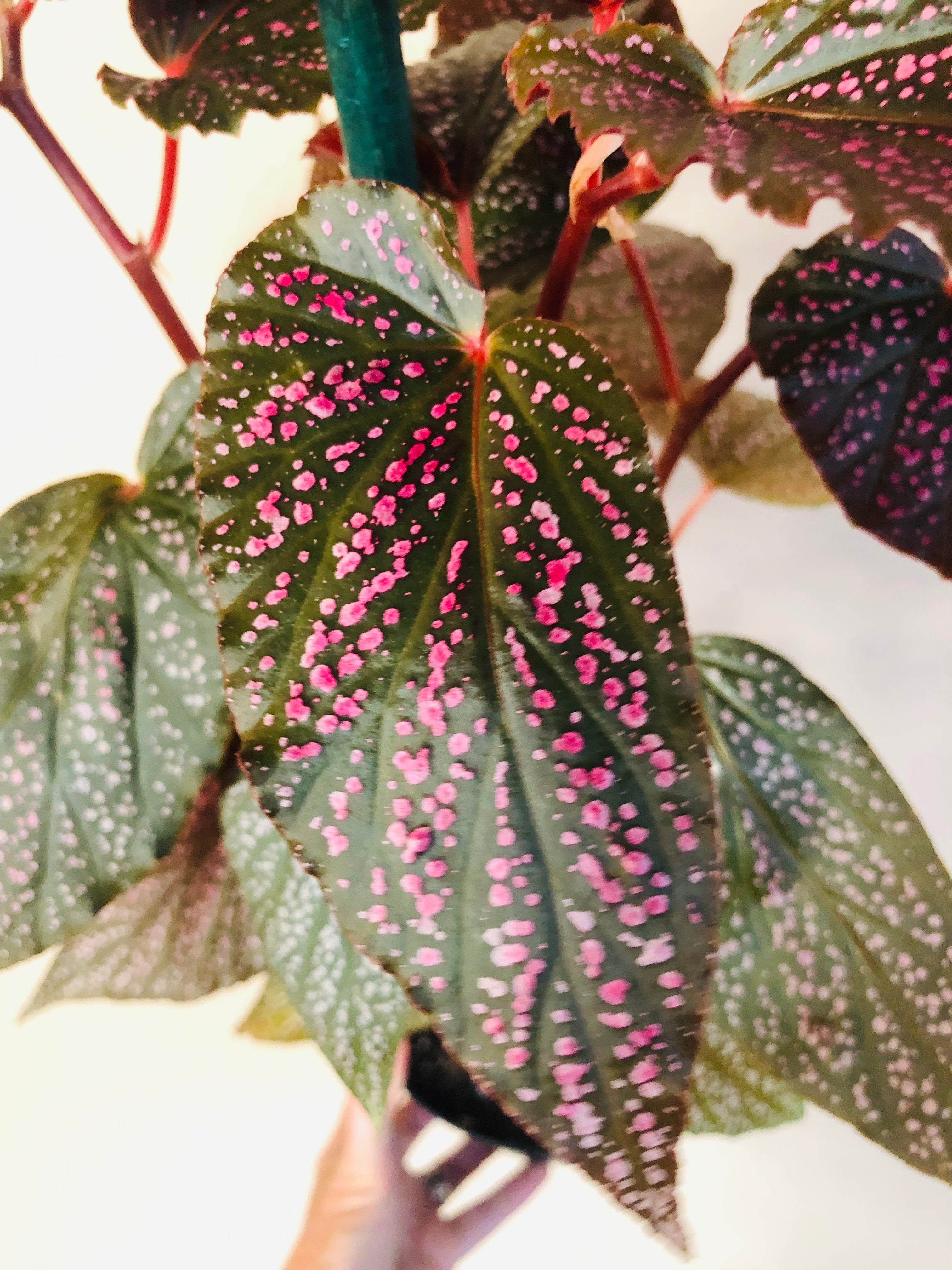 Begonia 'Benigo Pink'