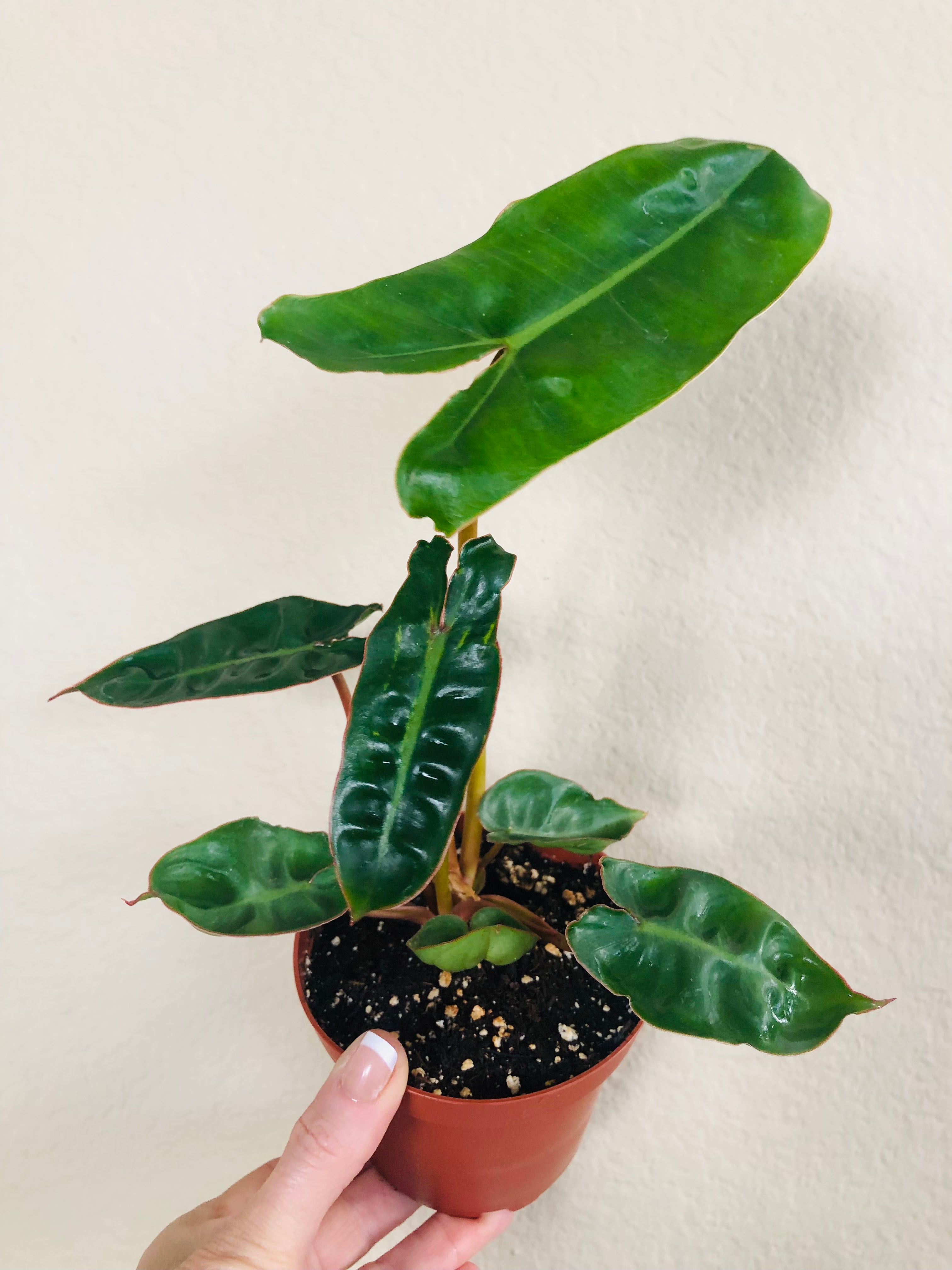 Philodendron 'Billietiae'