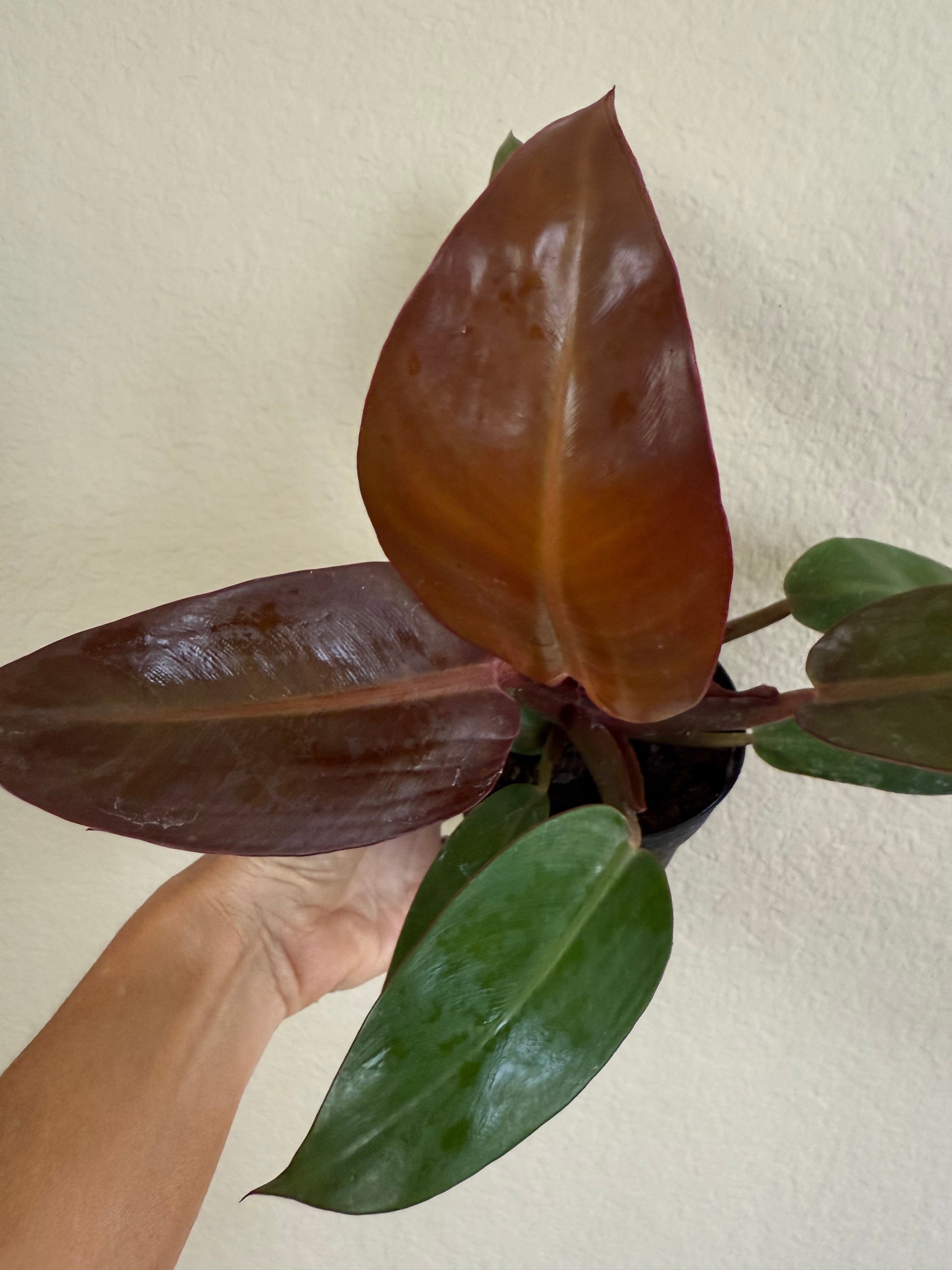 philodendron red brown Philodendron Red Sun