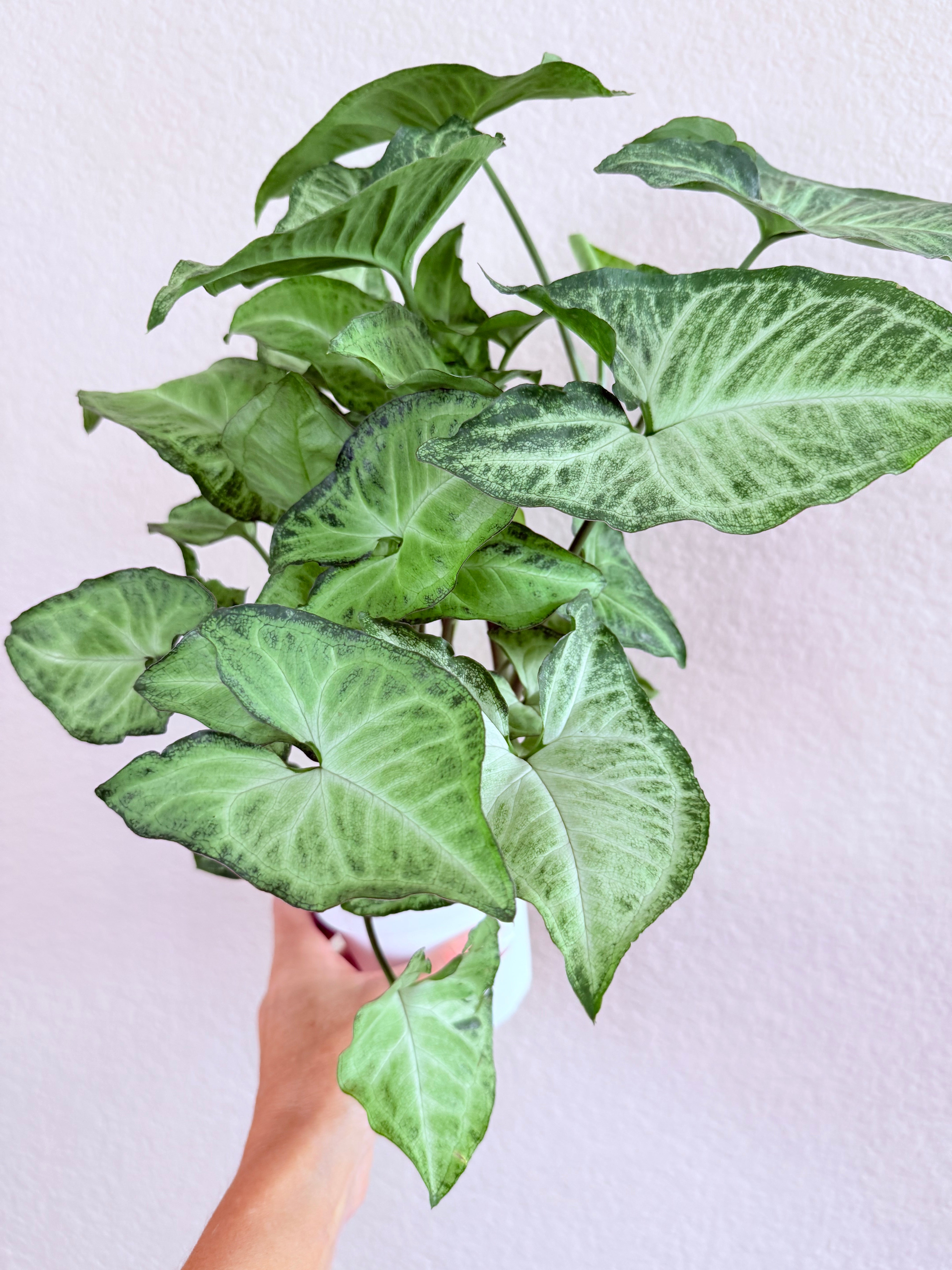 Syngonium 'White Butterfly'