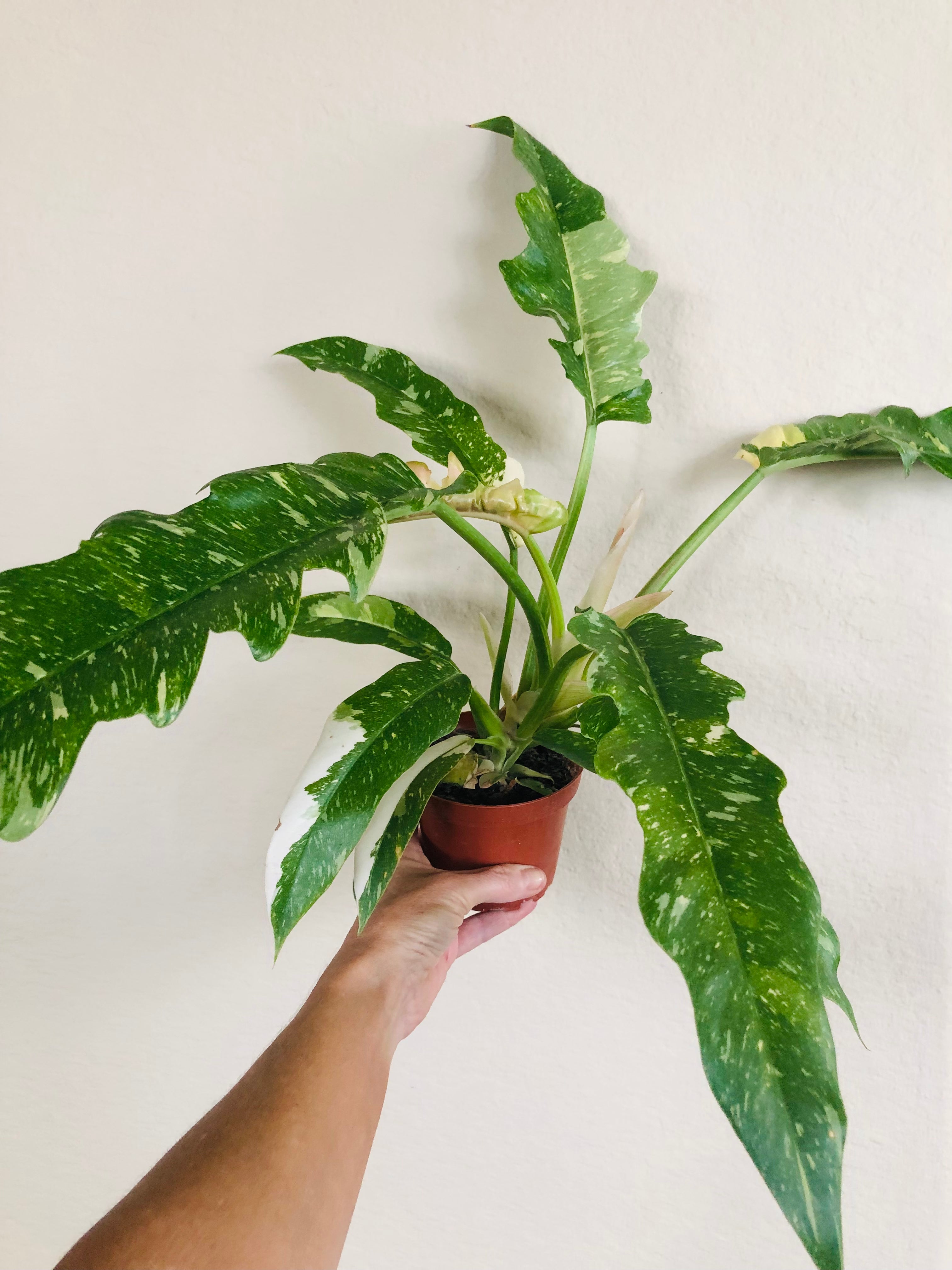 Philodendron 'Ring of Fire'