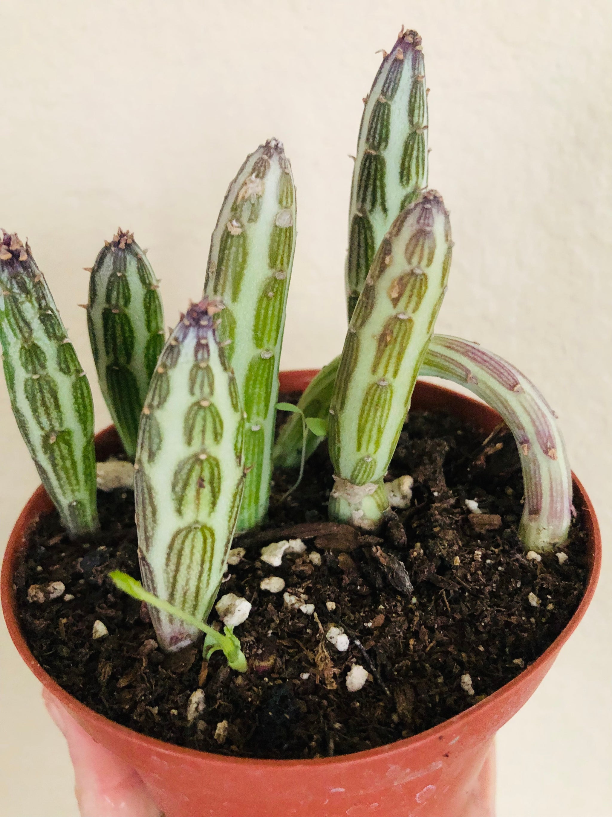 pickle looking succulent Pickle Plant