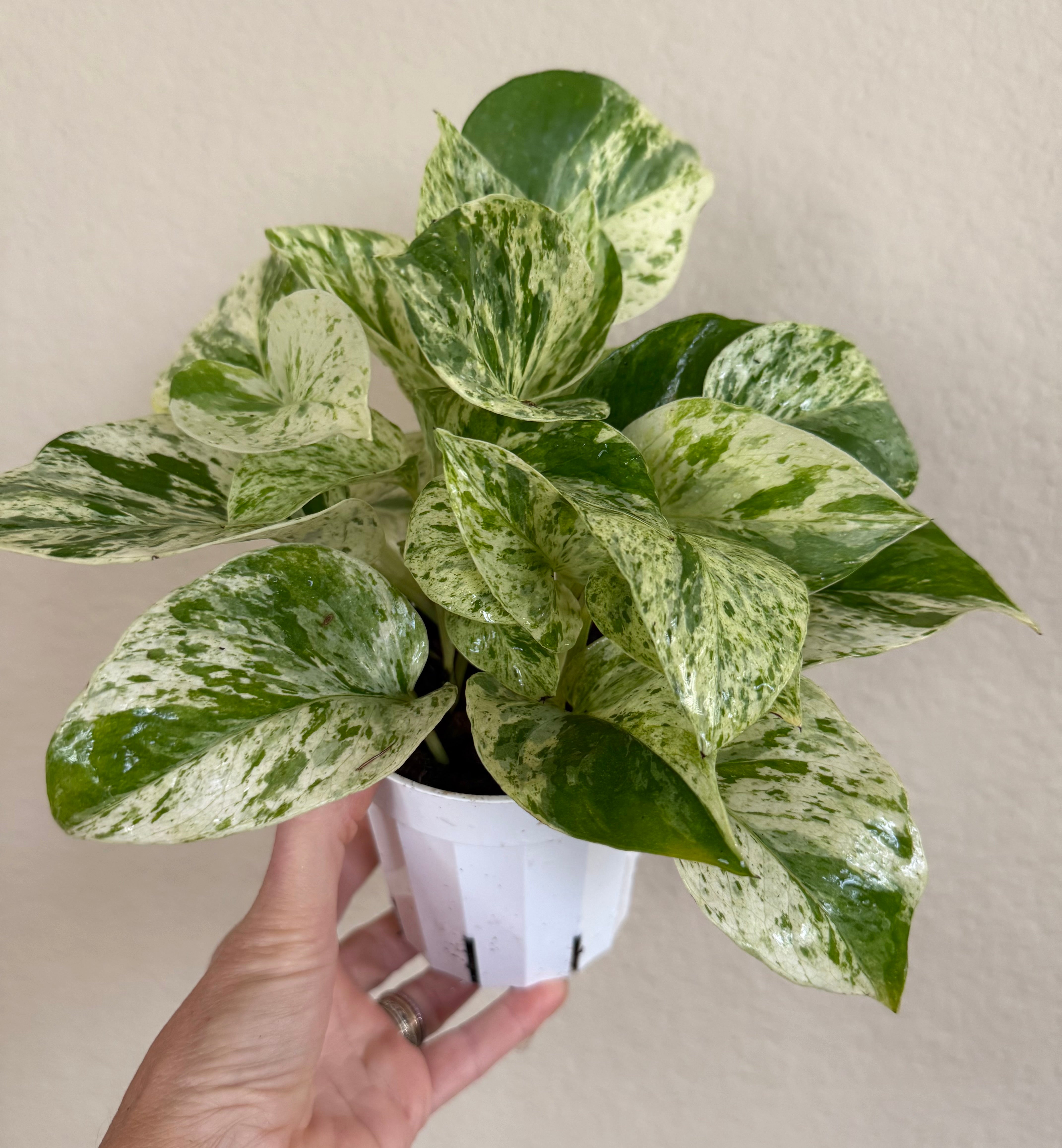Pothos 'Marble Queen' | ‘Snow Queen’