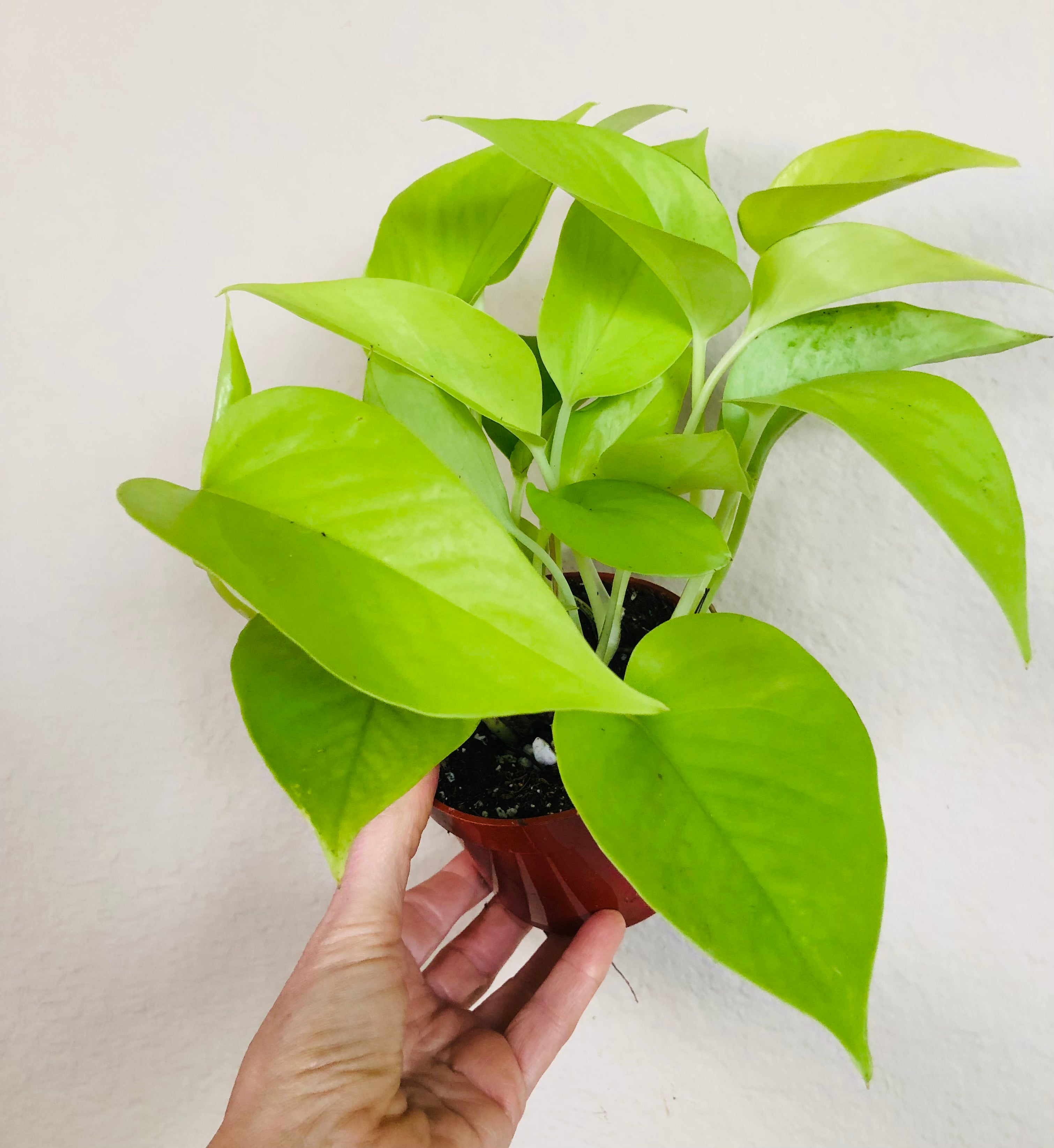 Pothos 'Neon'
