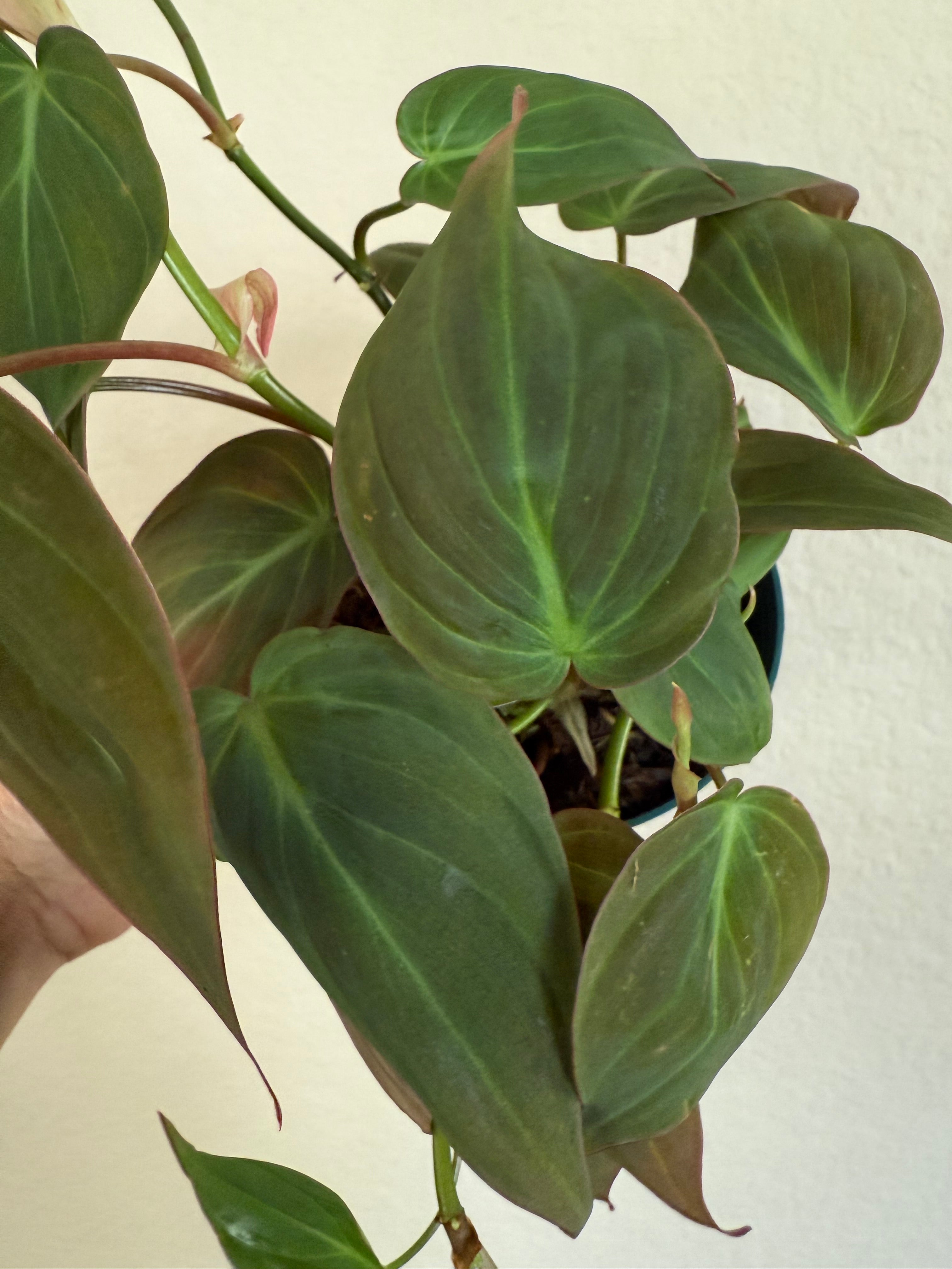 Philodendron 'Micans'