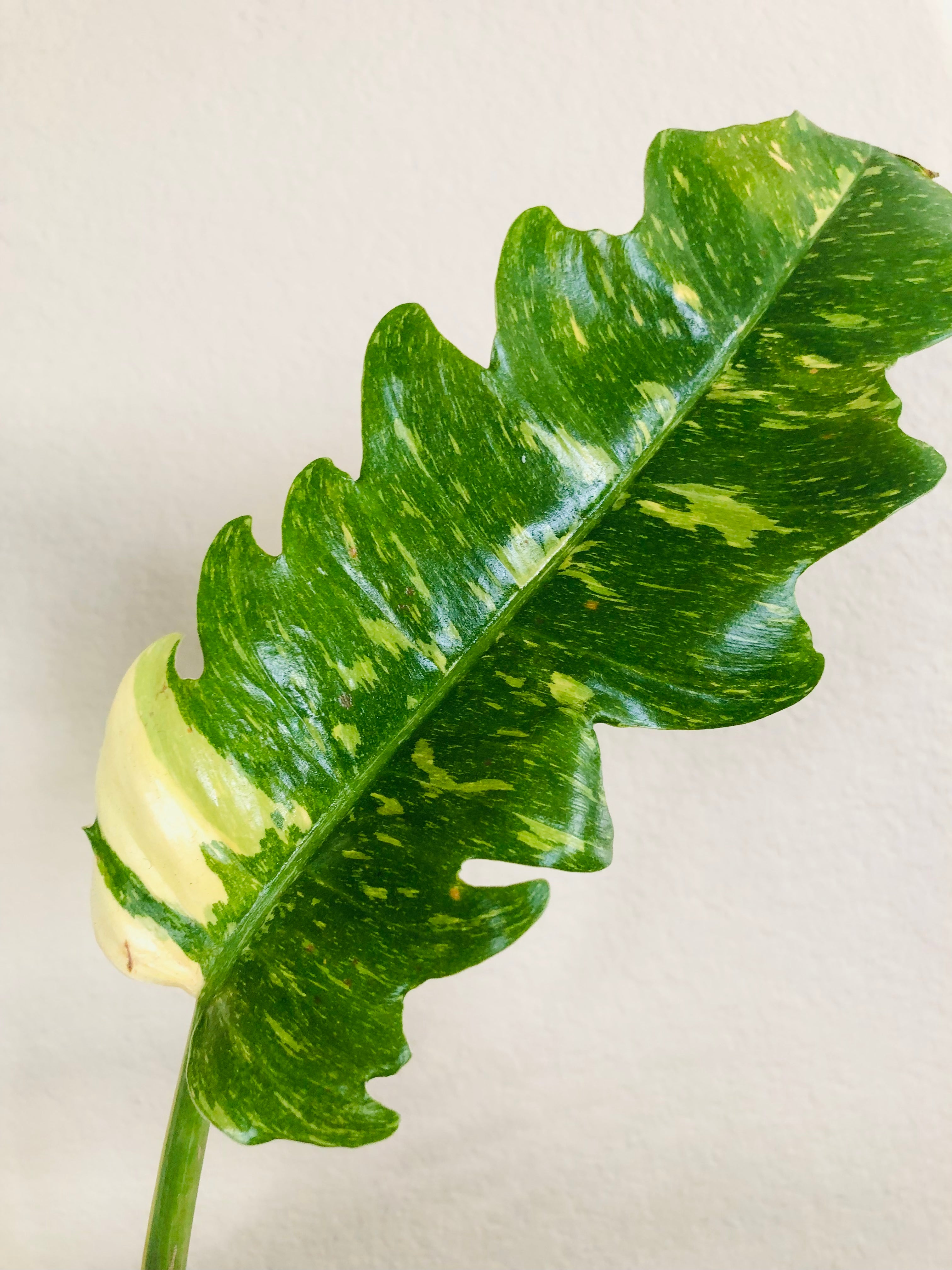 Philodendron 'Ring of Fire'