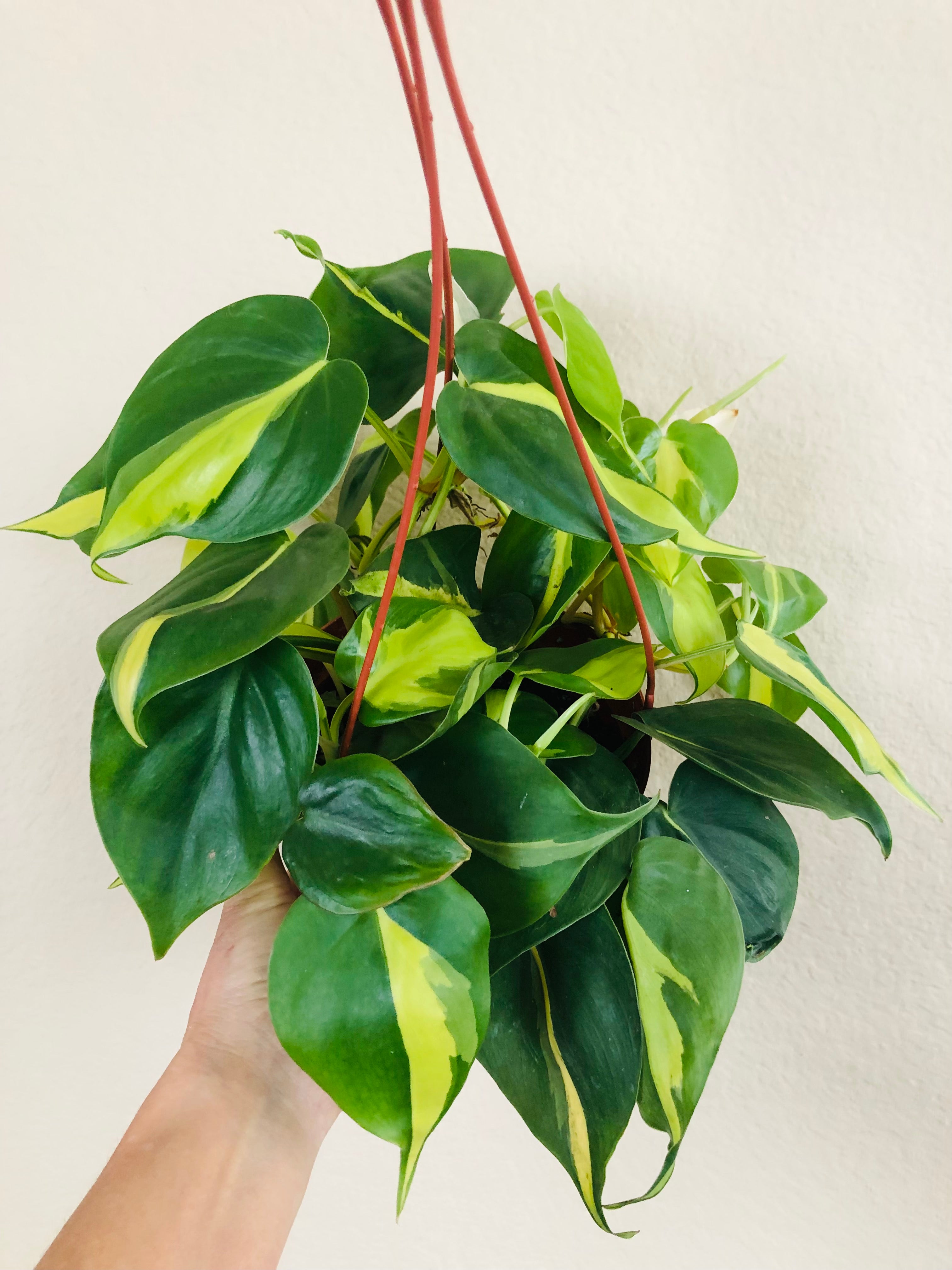 Philodendron 'Brasil'