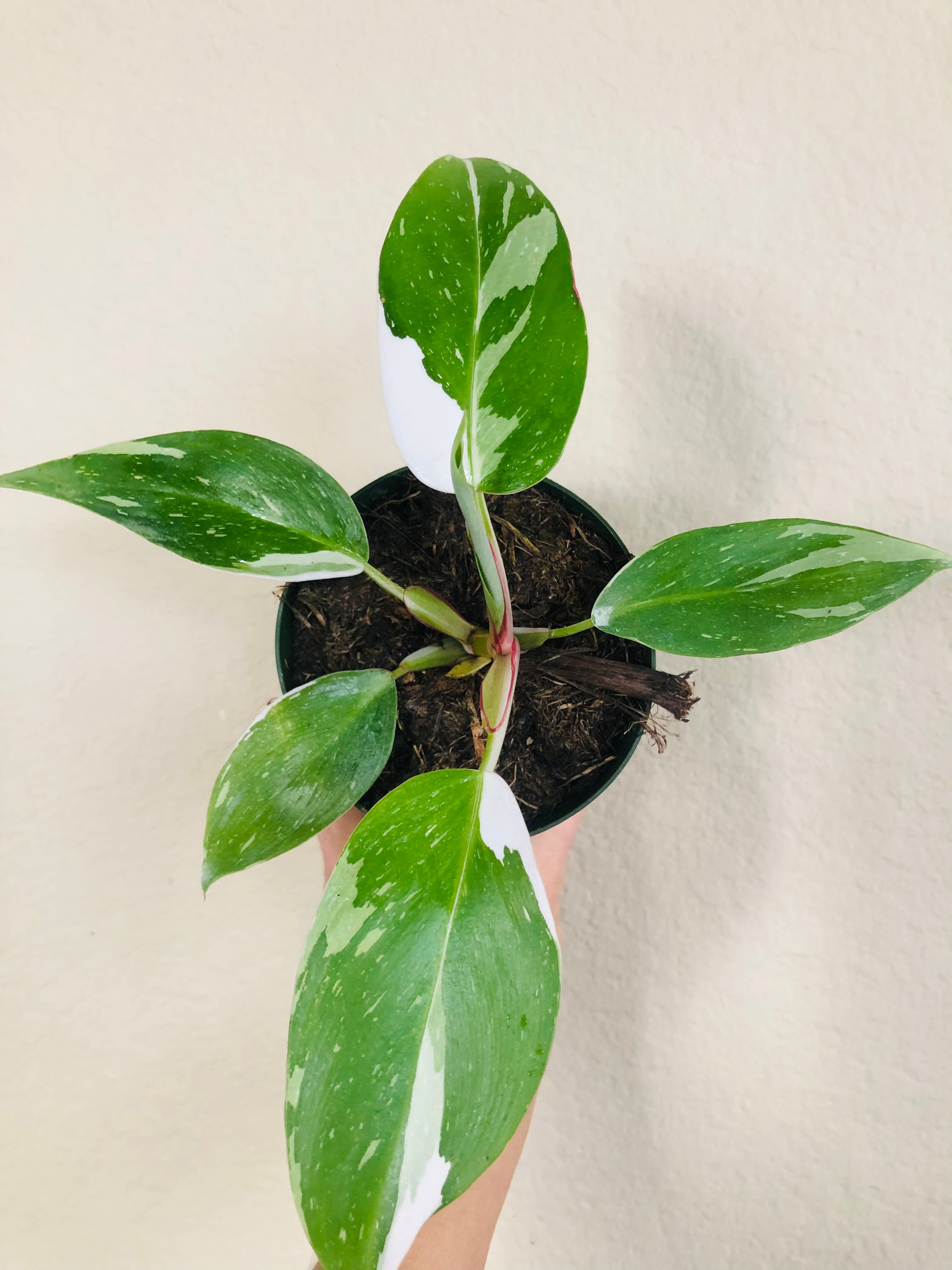 Philodendron 'White Princess'