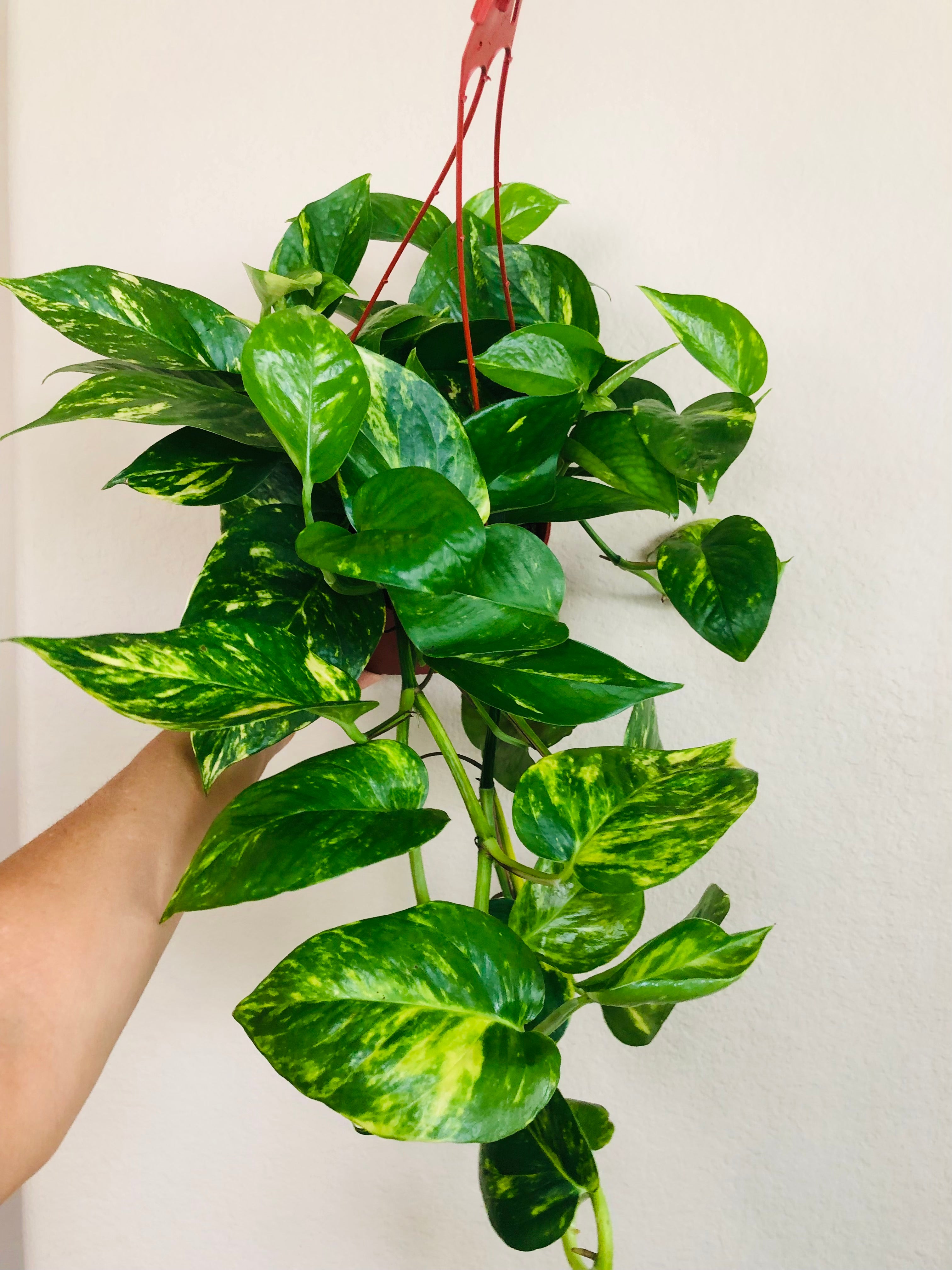 Pothos 'Golden'