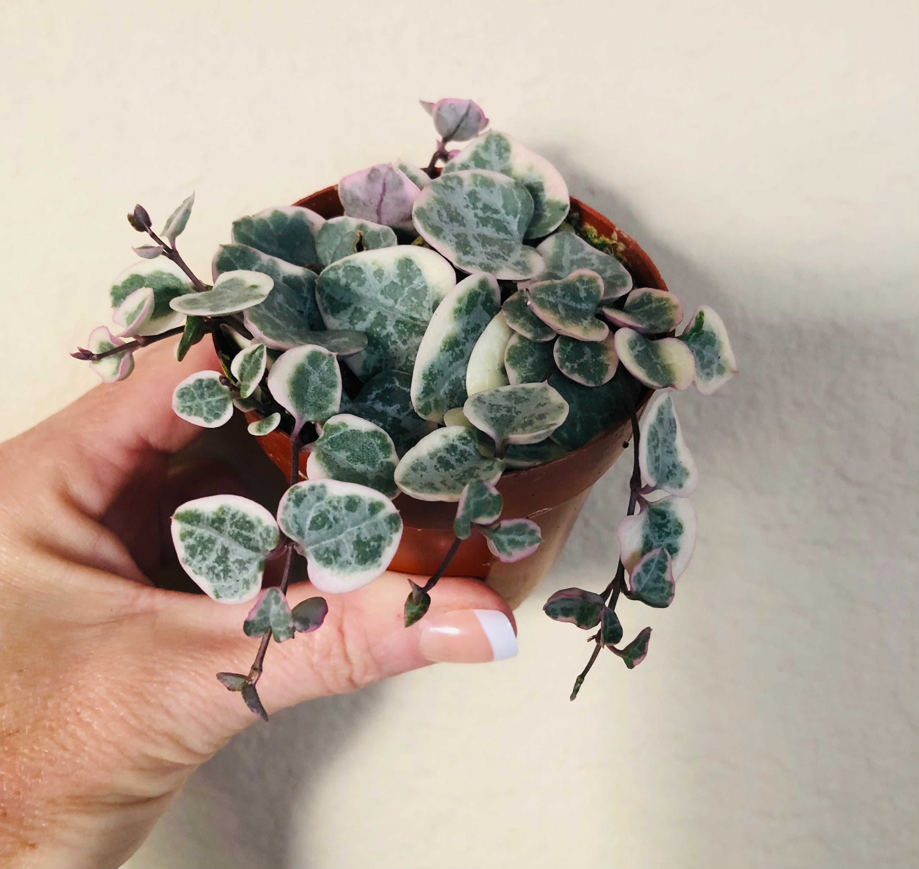 Variegated String Of Hearts