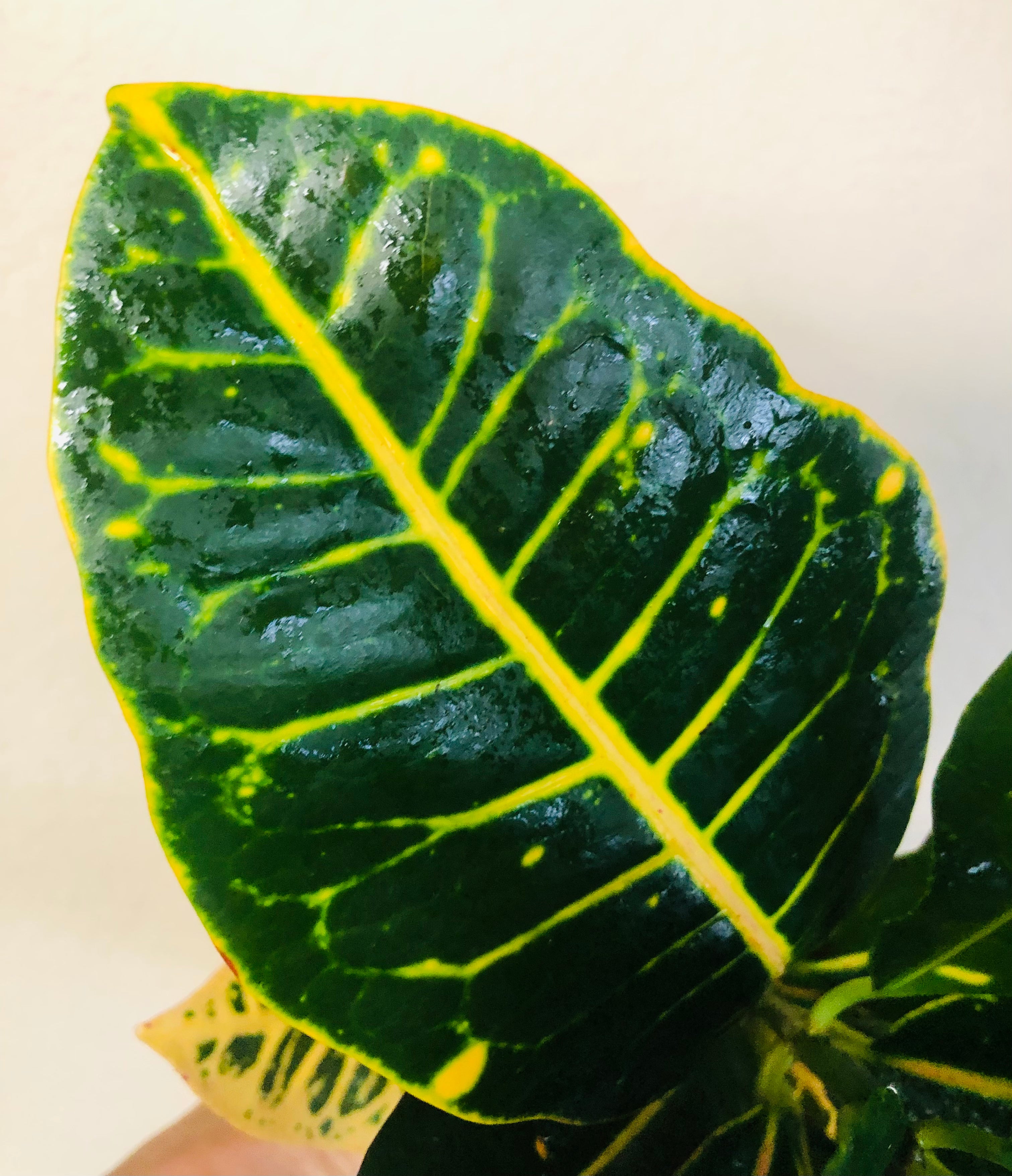 Croton Petra 'Joseph's Coat'
