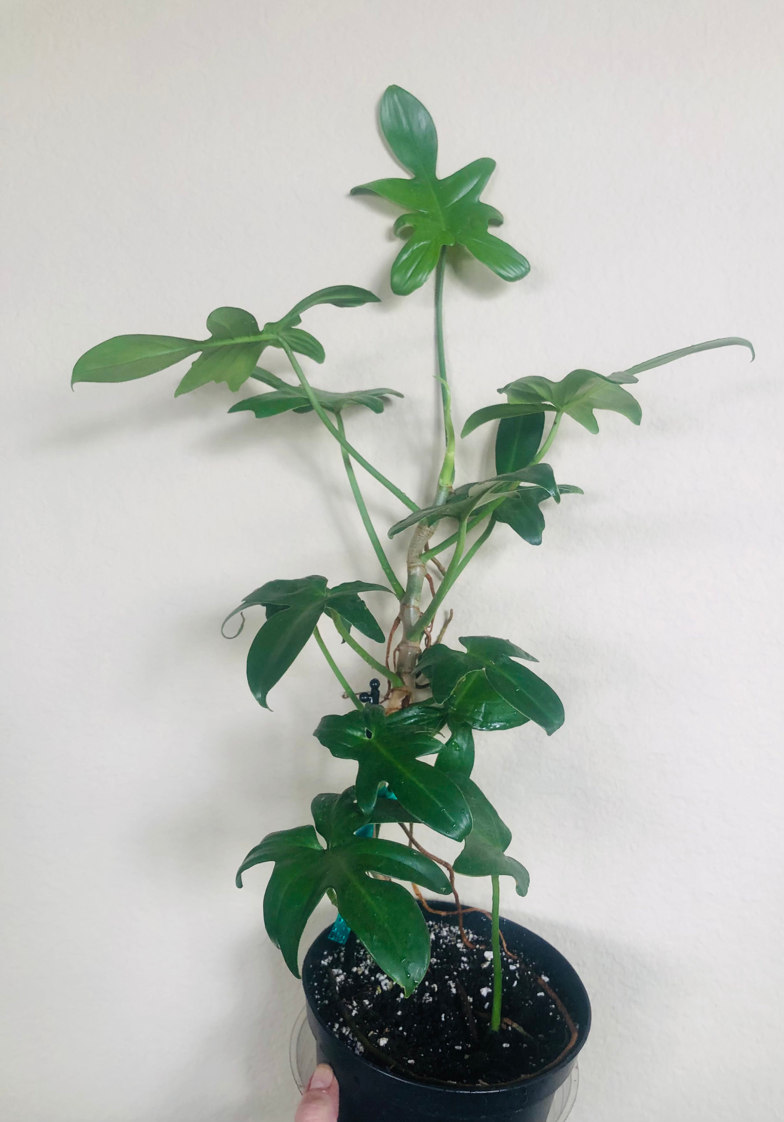 Philodendron Pedatum