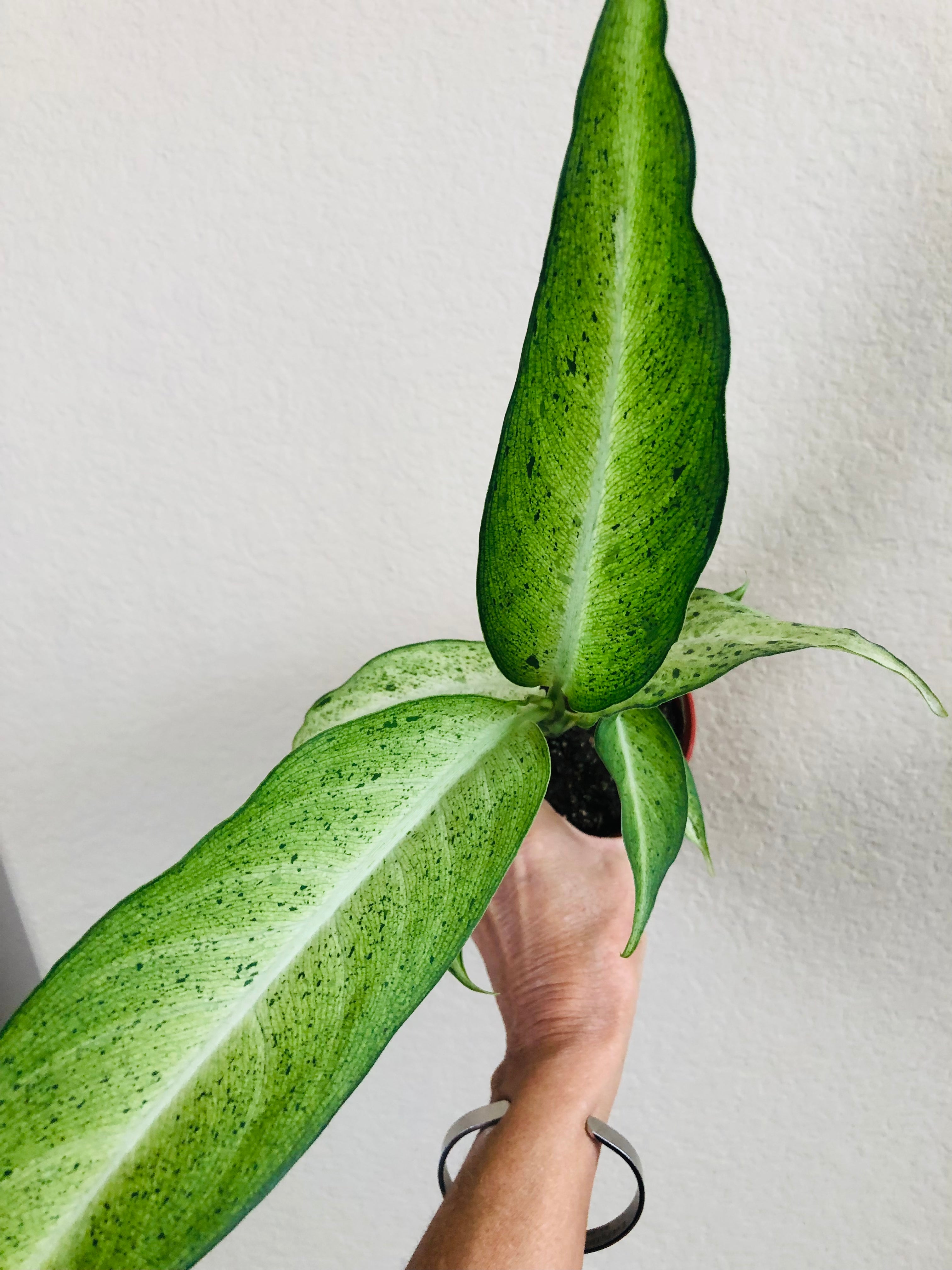 Dieffenbachia 'Camouflage'