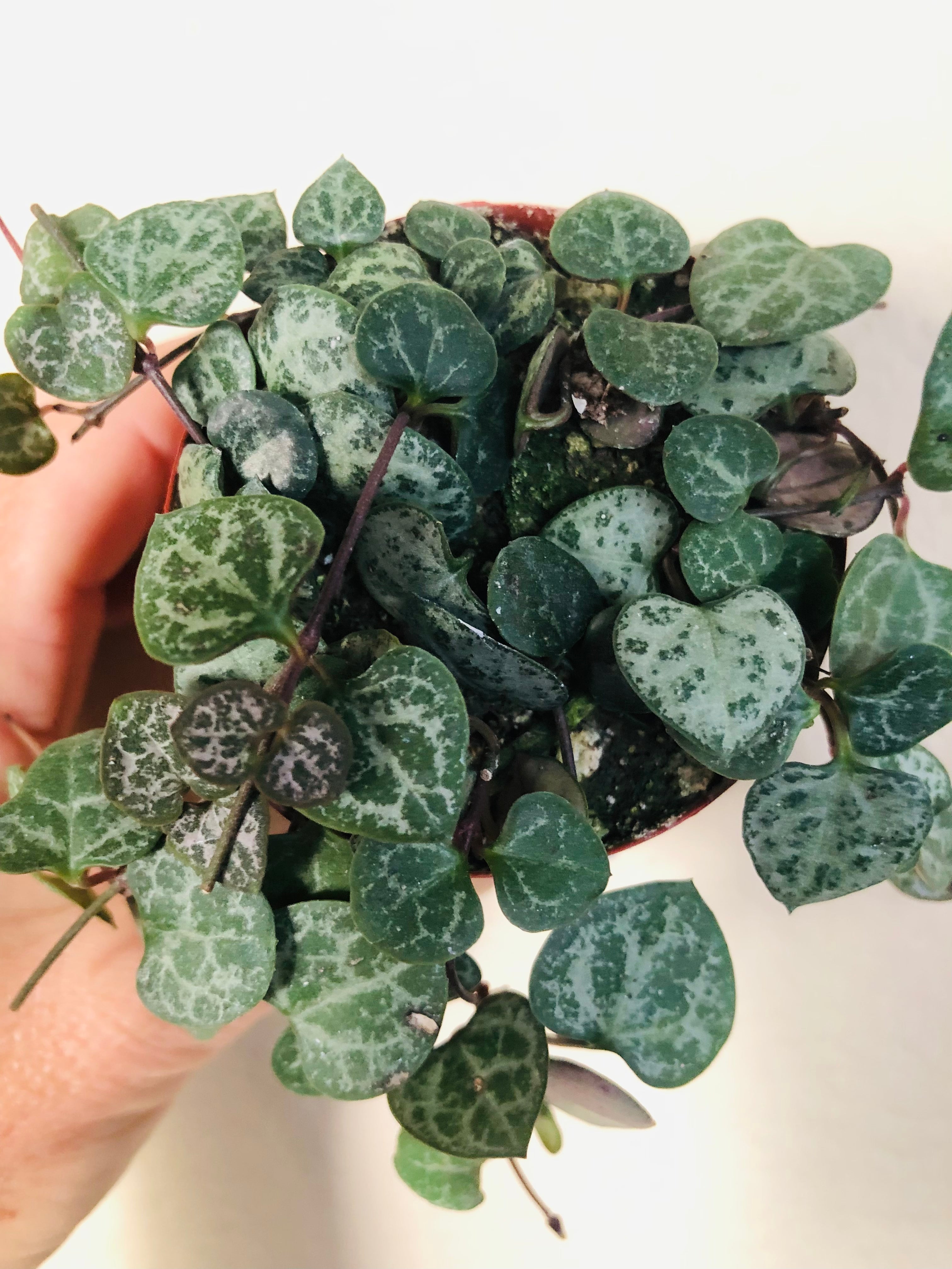 String of Hearts