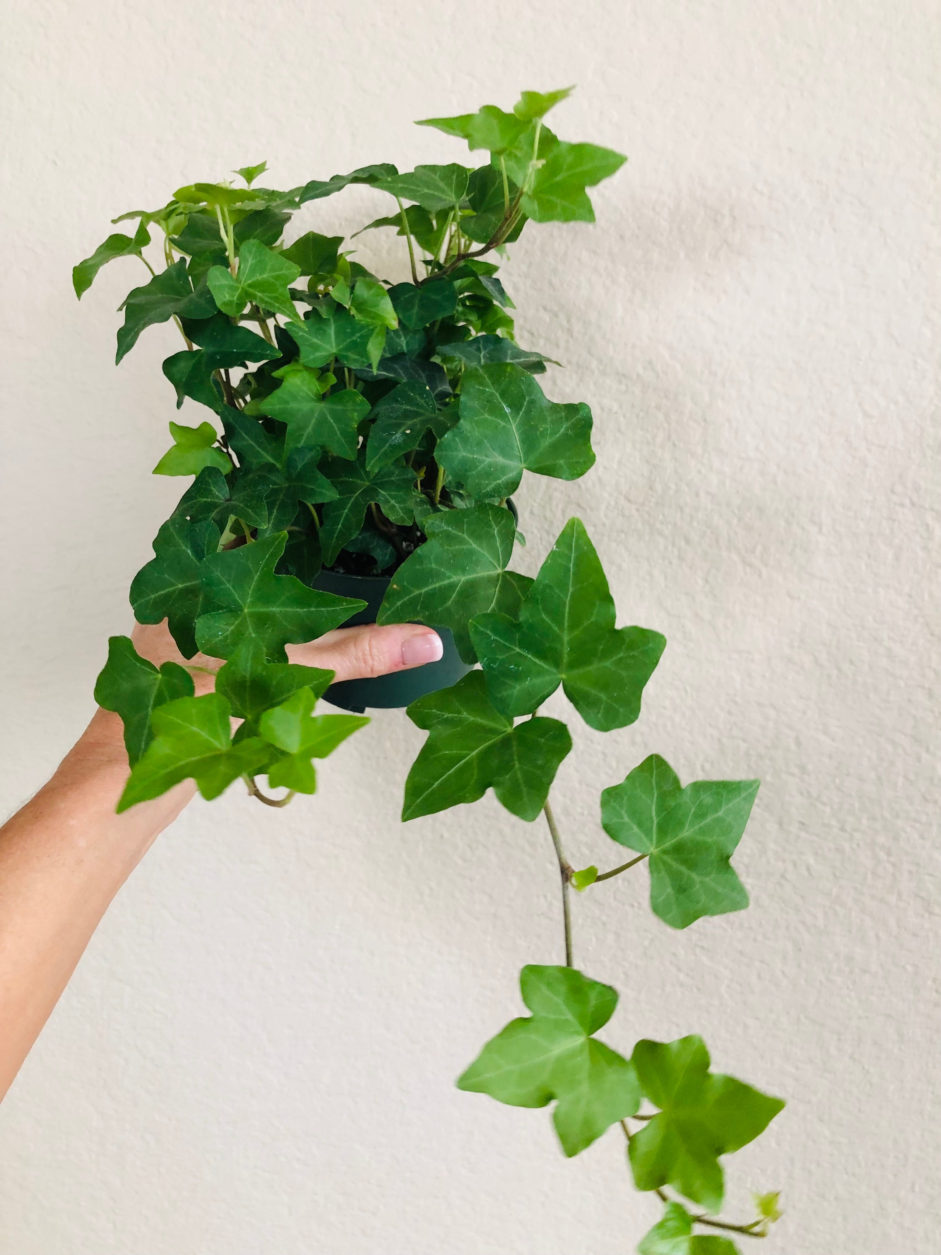 Ivy 'Green California'