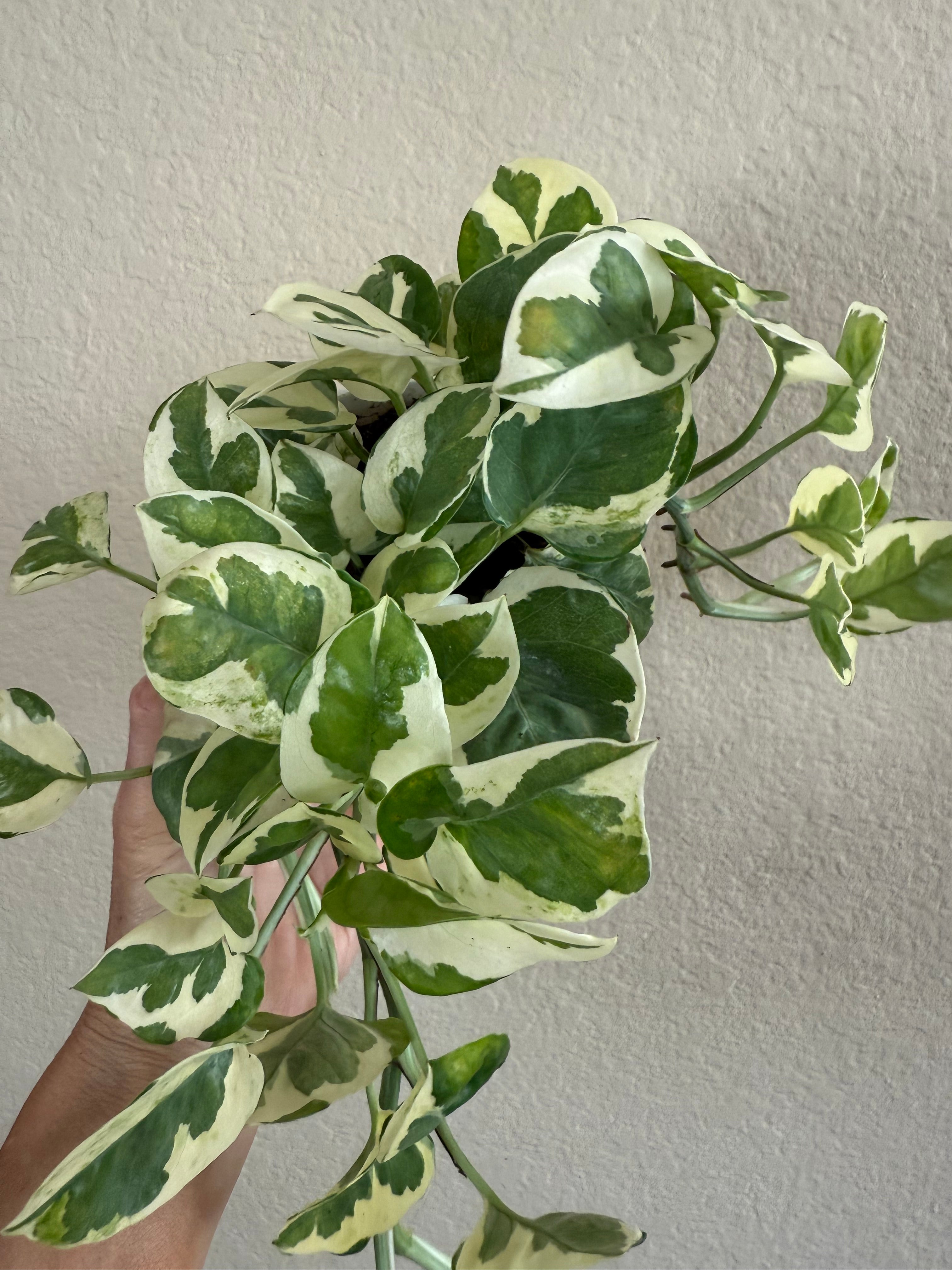 Pothos 'N'joy'