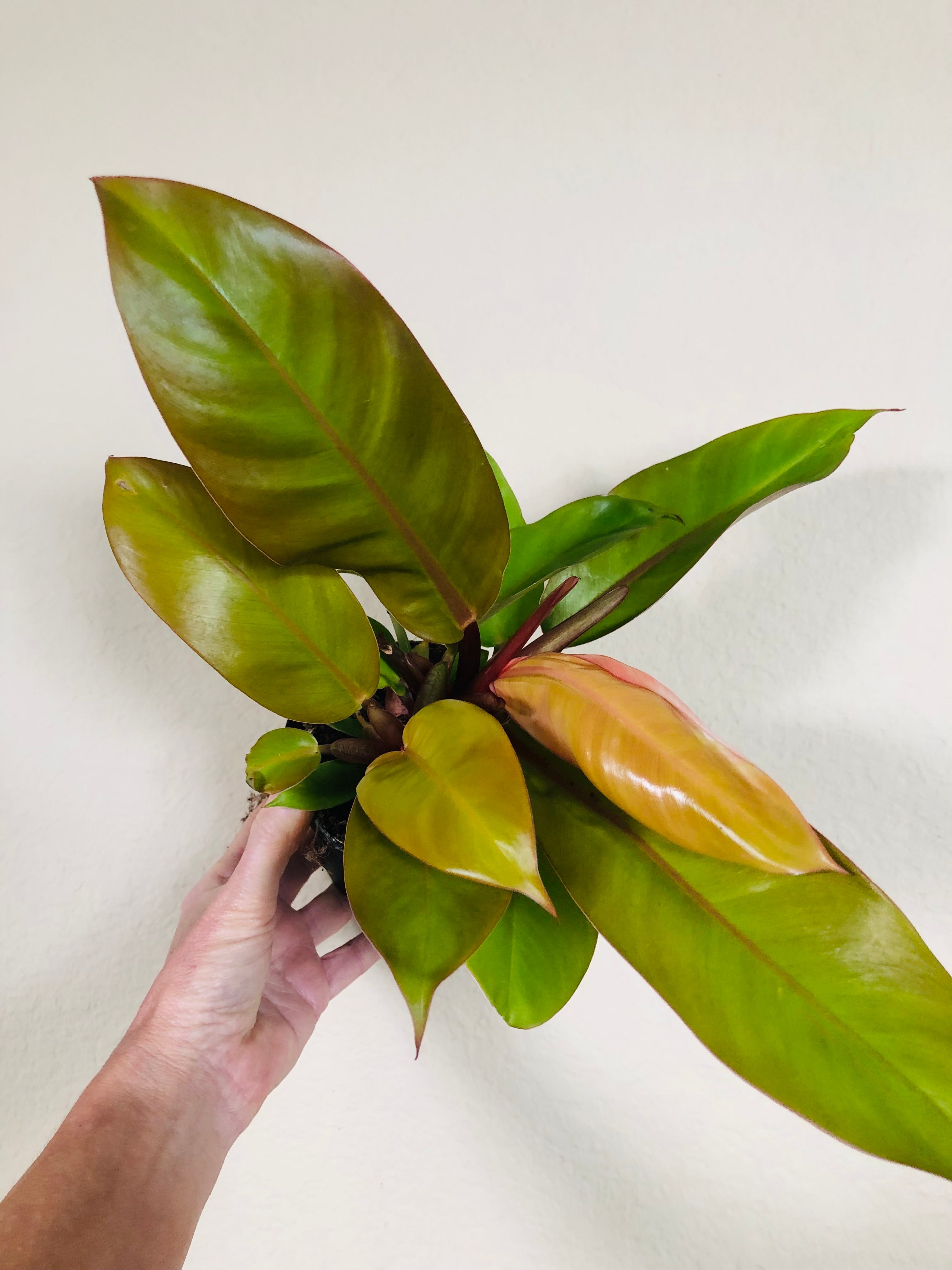 Philodendron 'Prince of Orange'