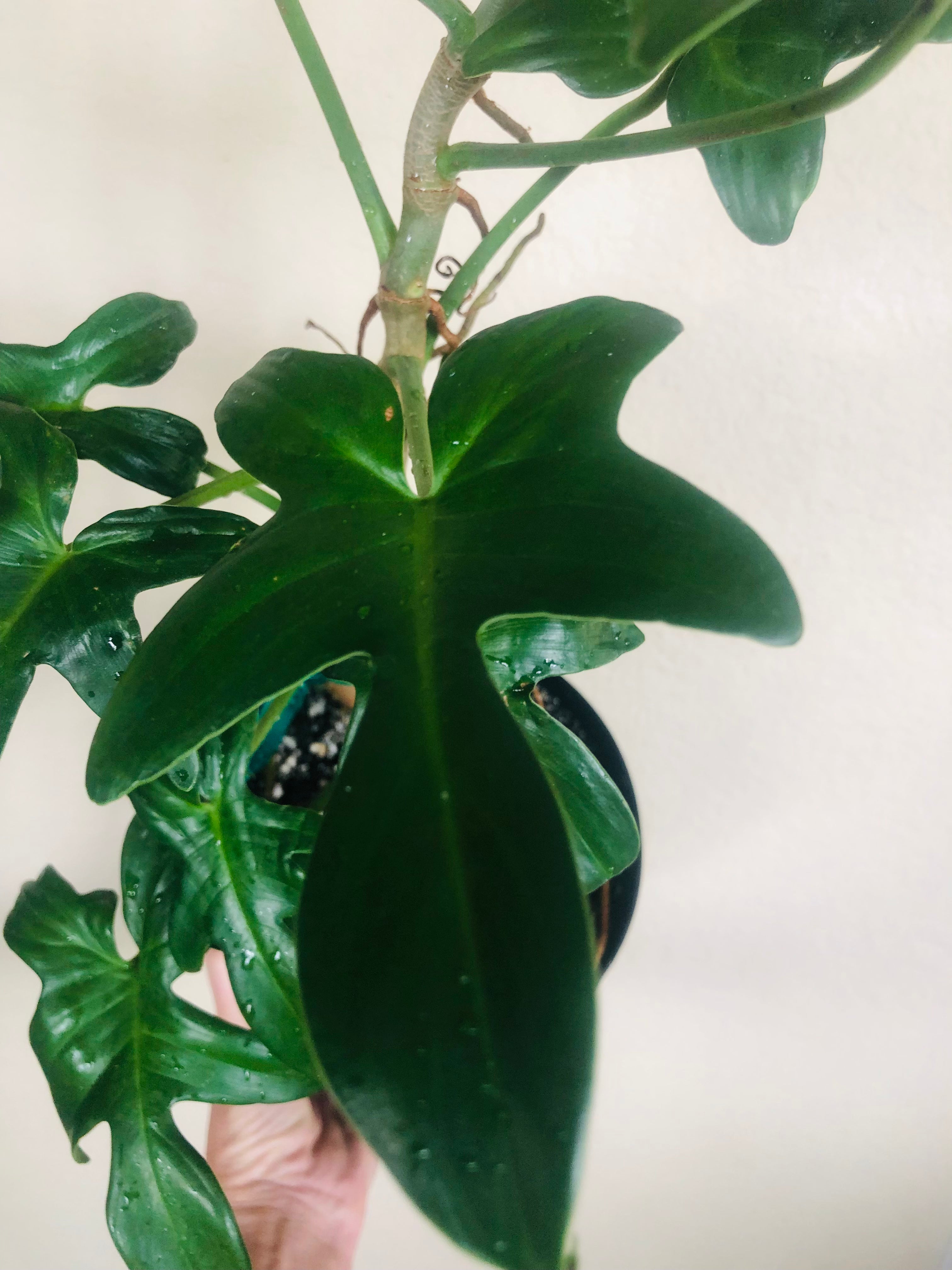 Philodendron Pedatum