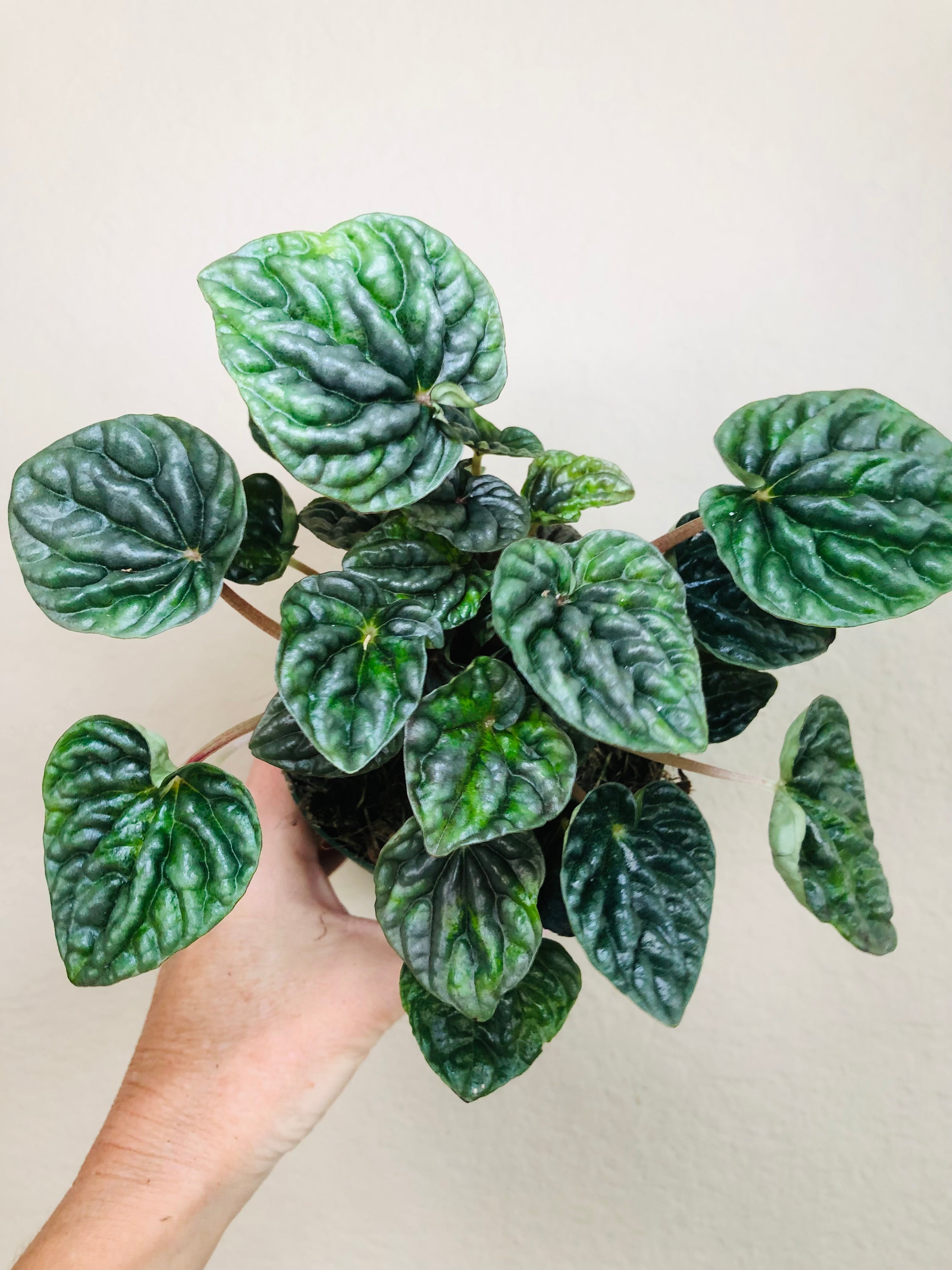 Peperomia 'Luna Grey'