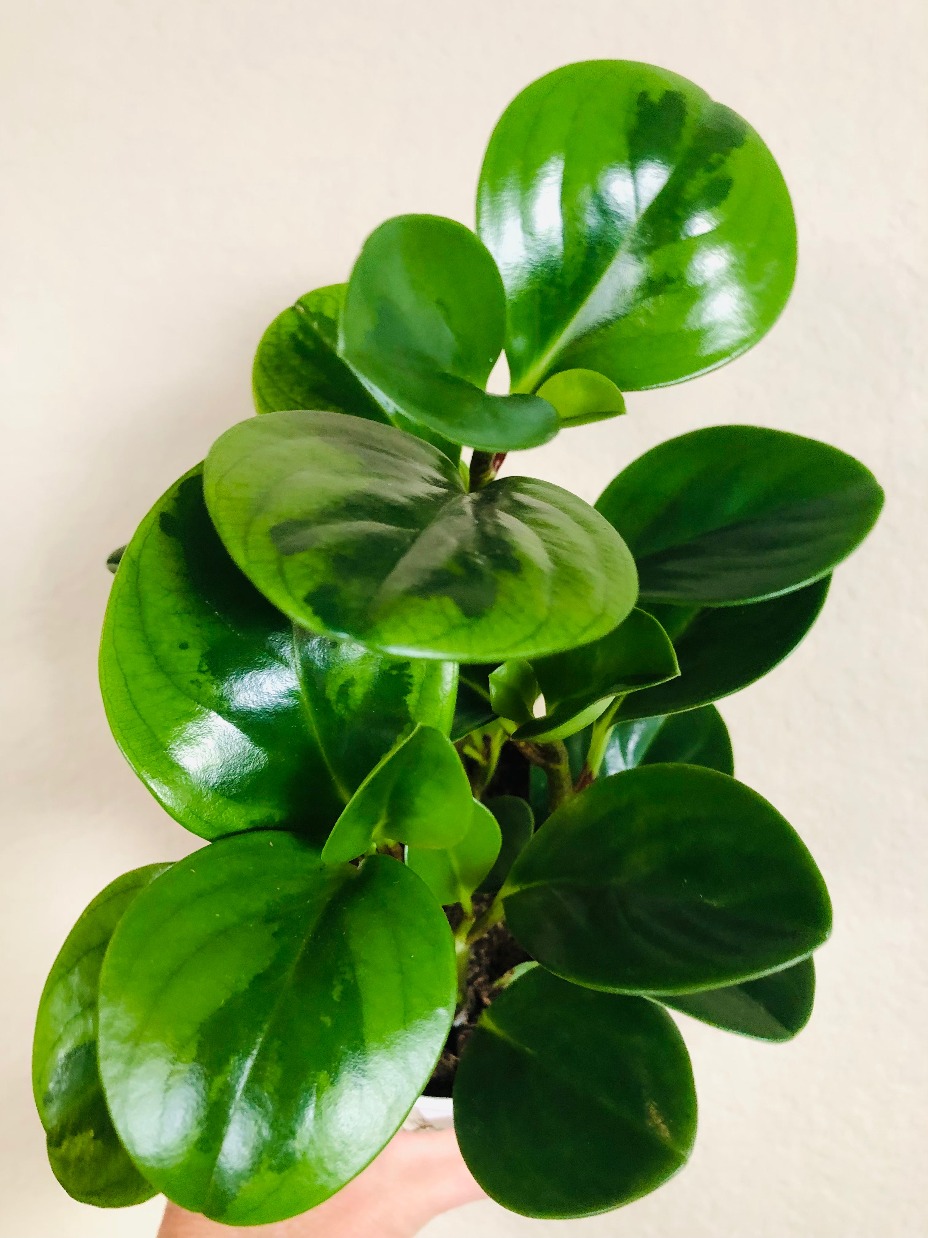 Peperomia Obtusifolia  'Lemon Lime'