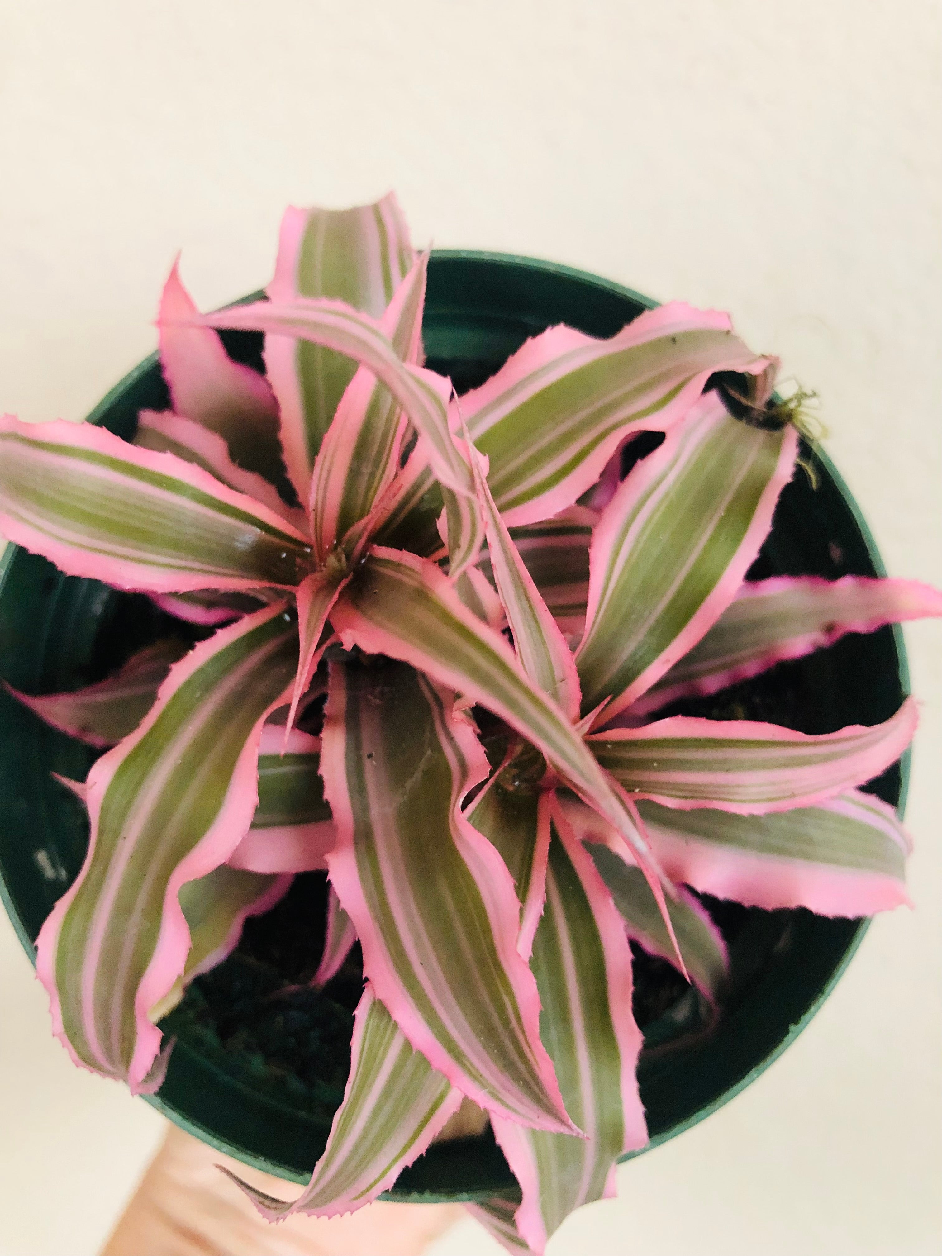 Cryptanthus 'Hot Pink'