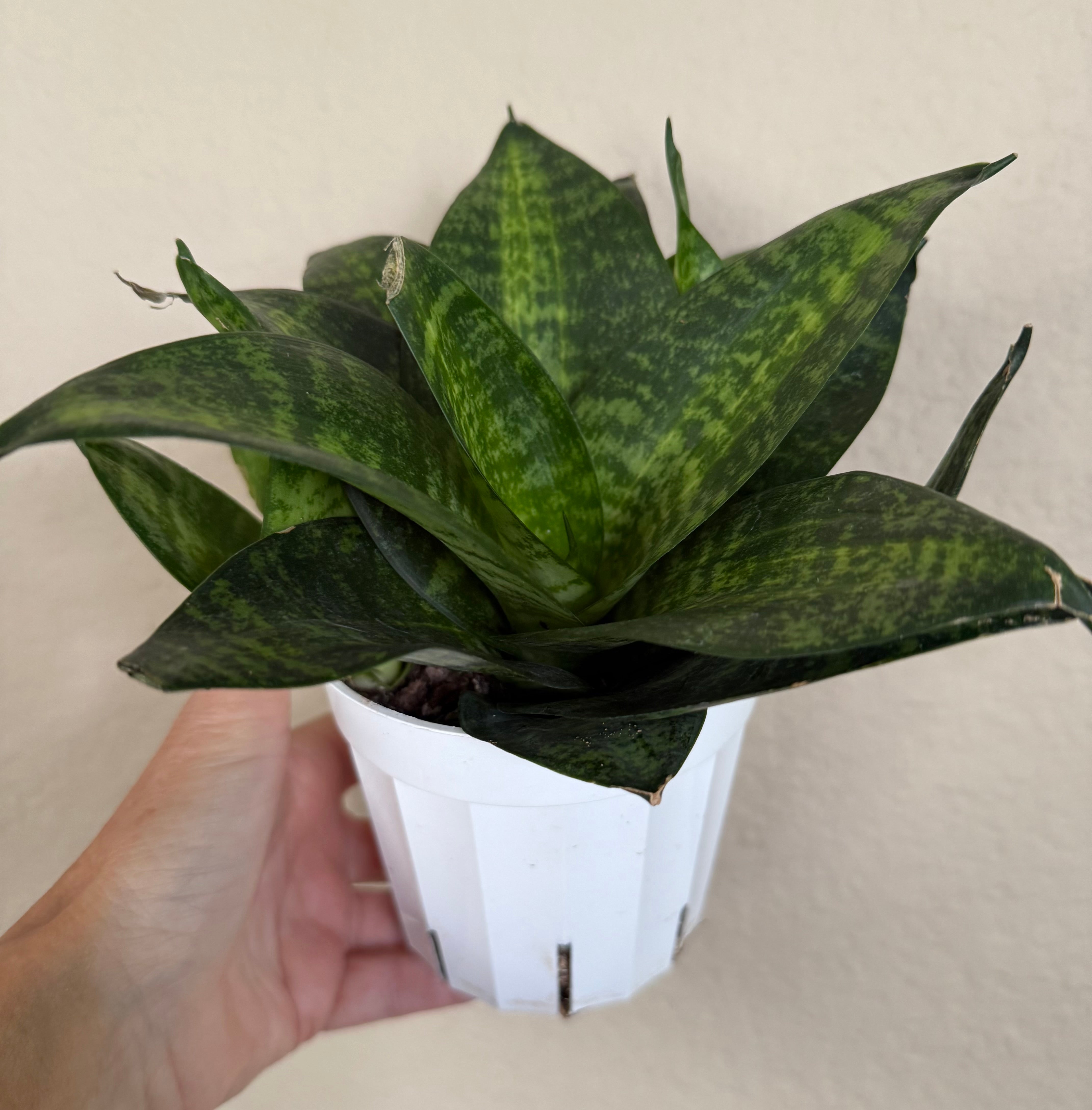 Sansevieria Hahnii 'Tiger Star'