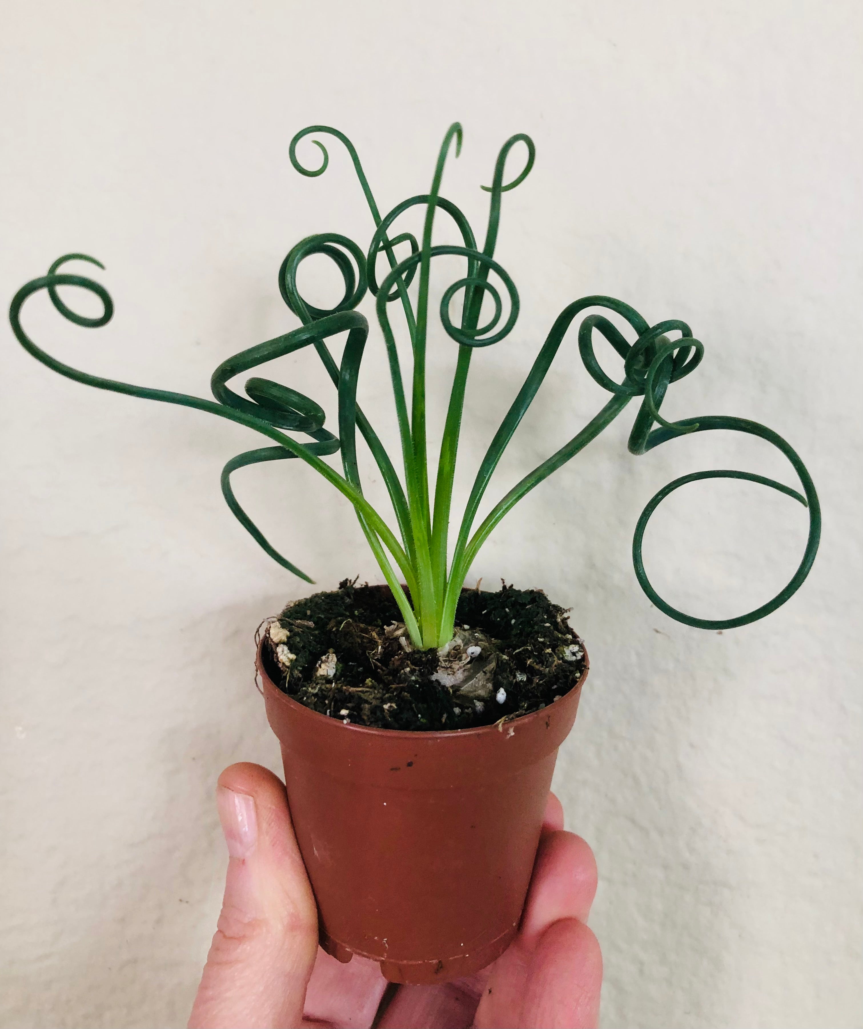Albuca 'Frizzle Sizzle'
