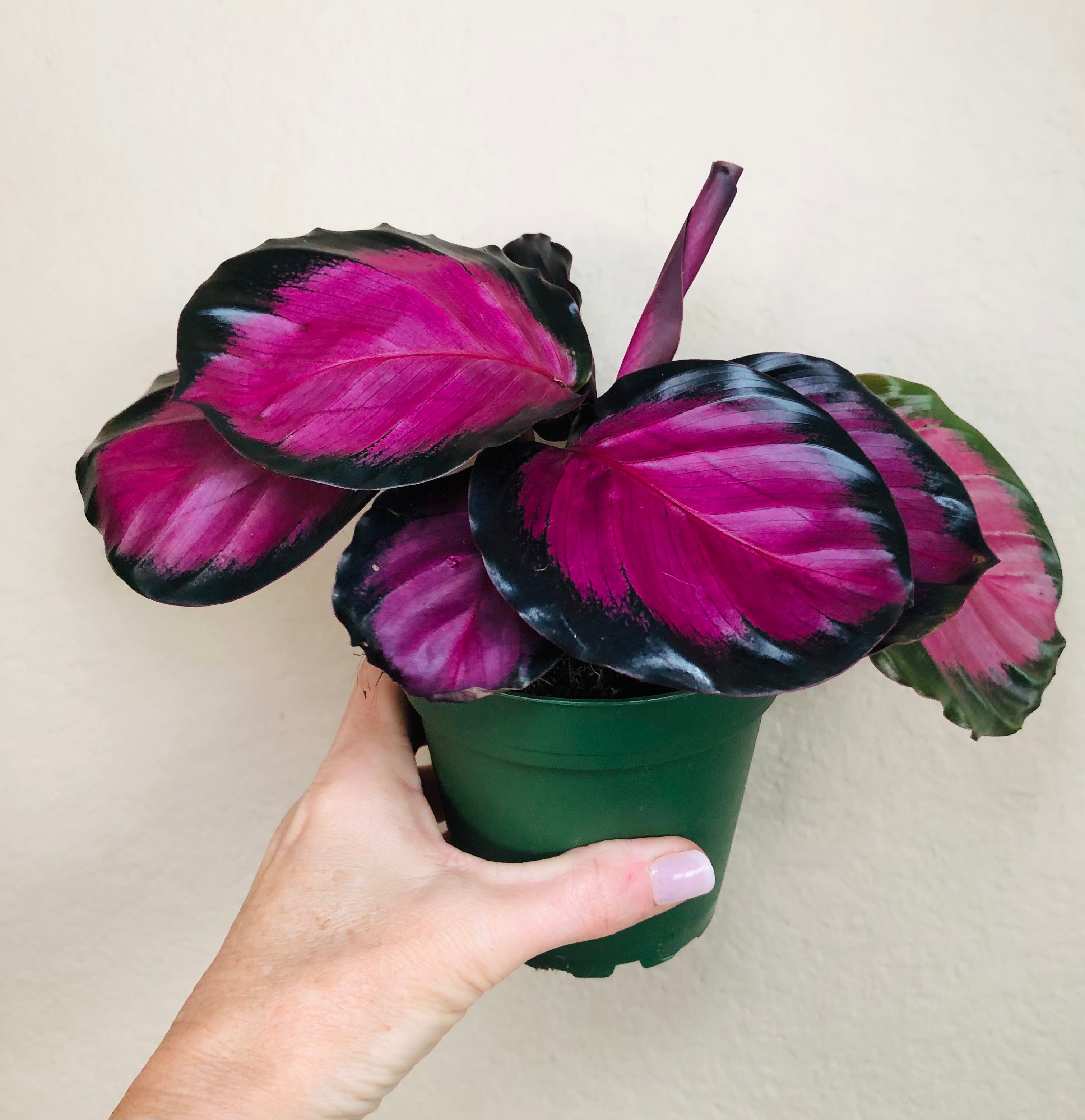 Calathea Roseopicta 'Rosy'