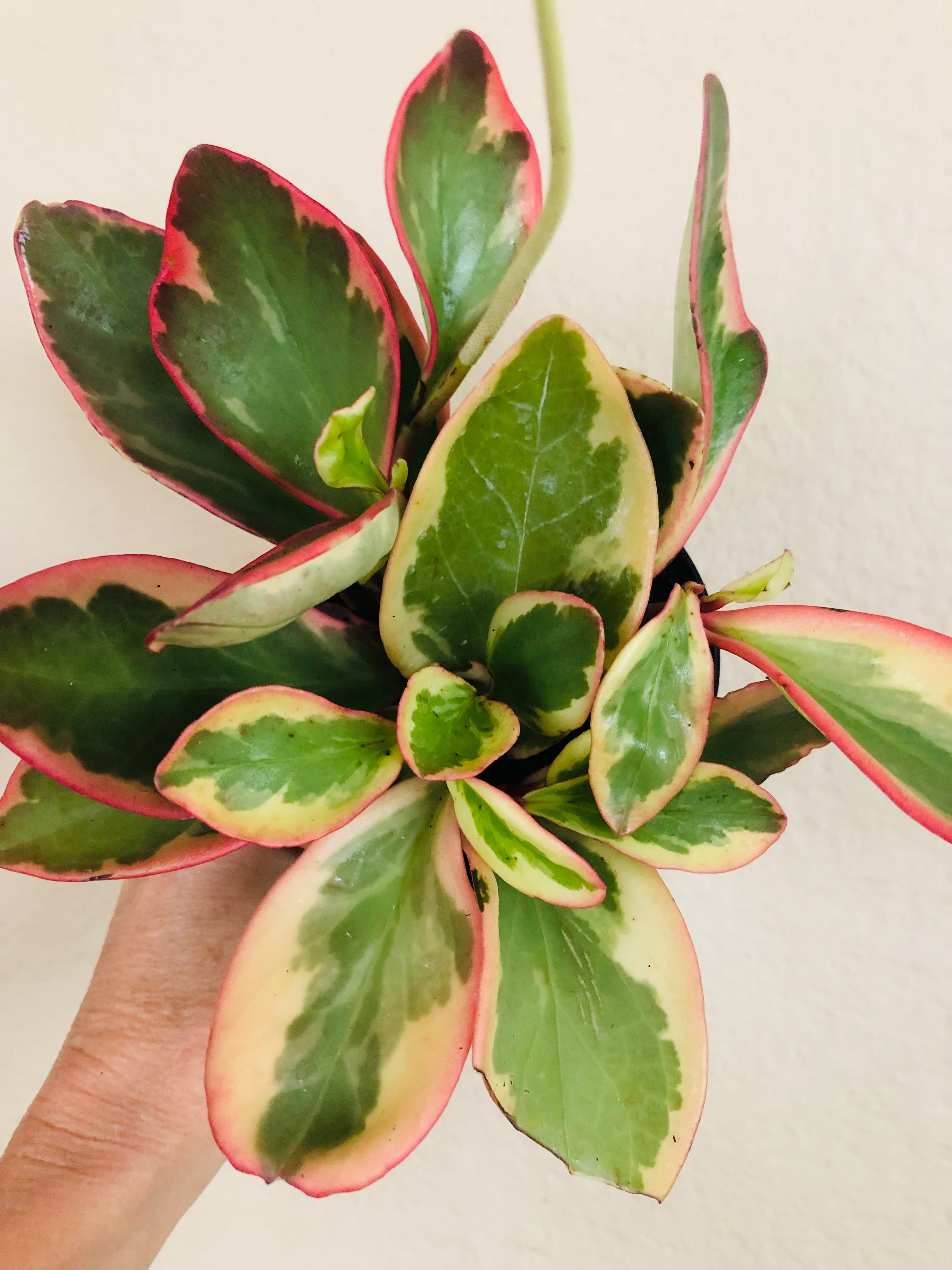 Peperomia 'Ginny'