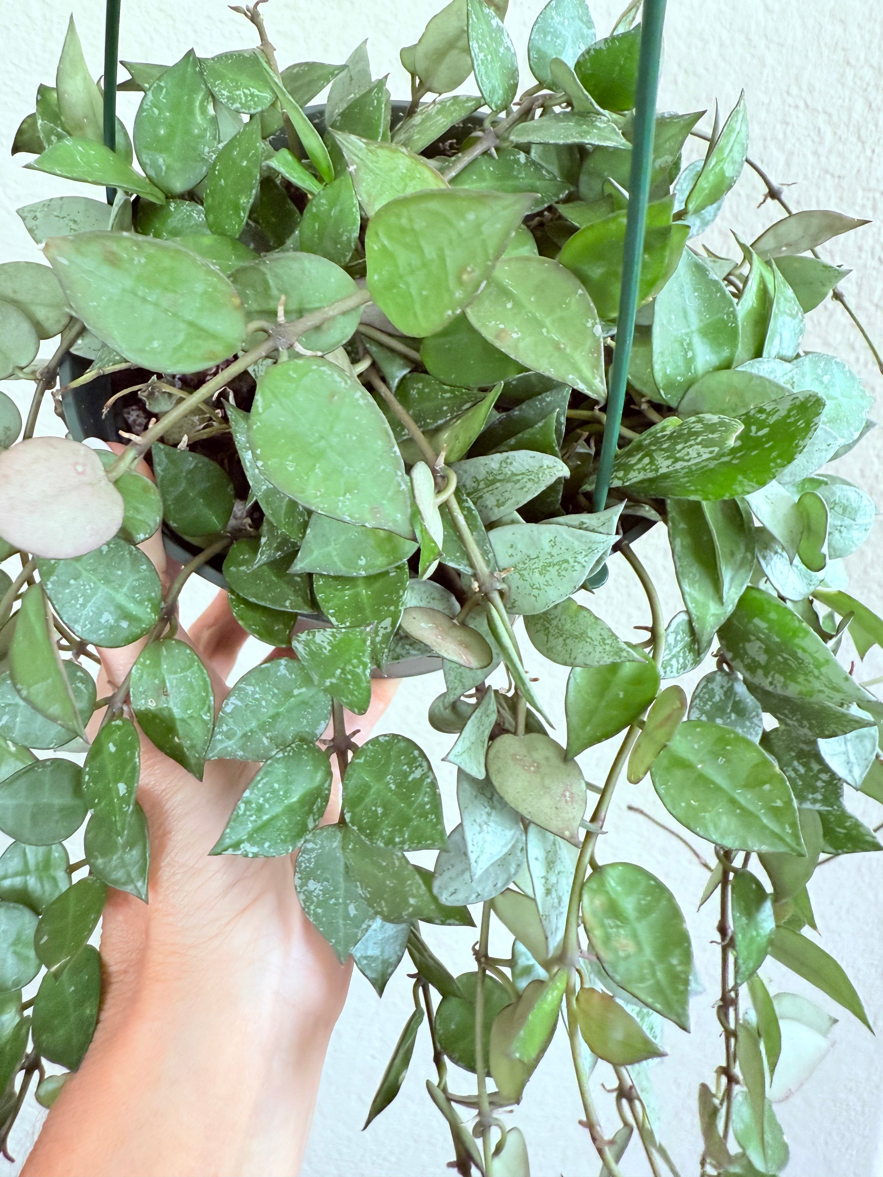 Hoya Eskimo