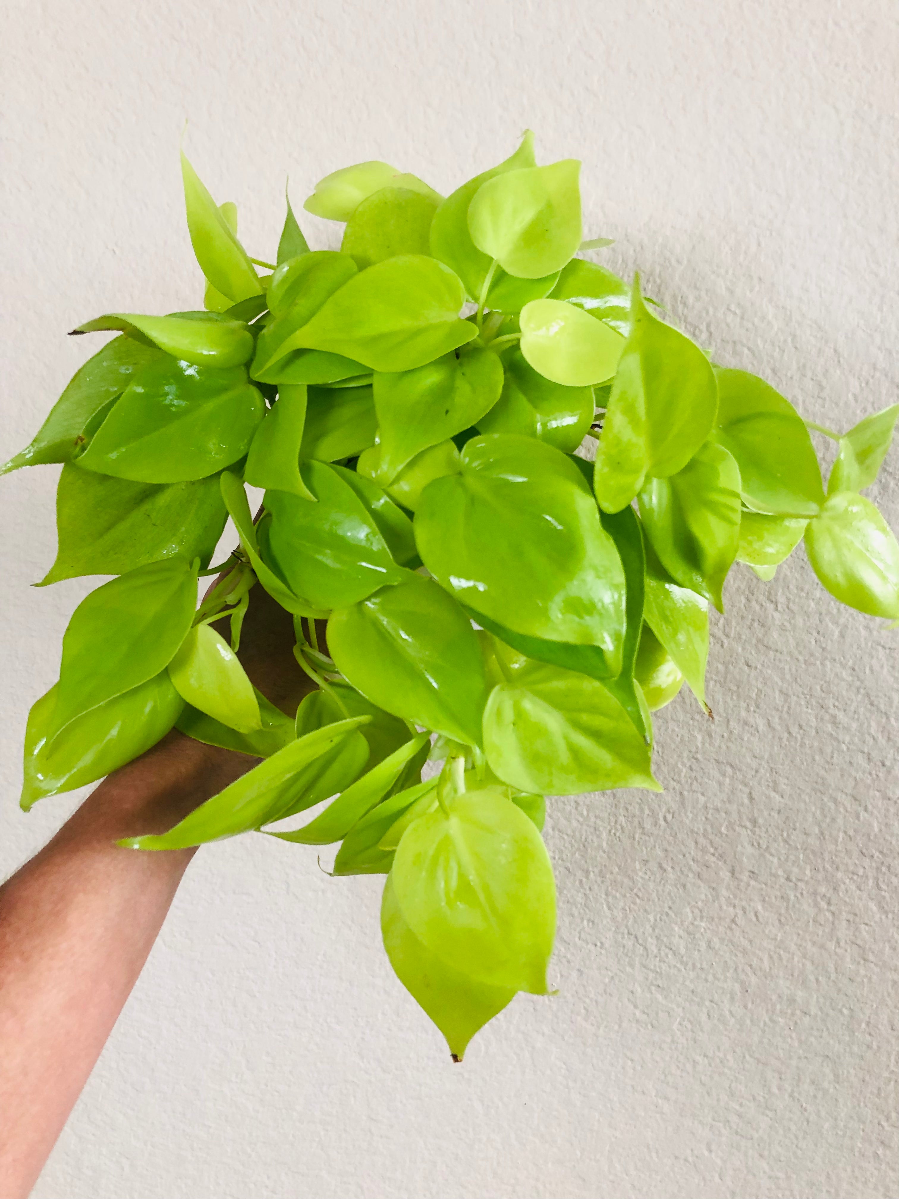 Philodendron Cordatum 'Neon'