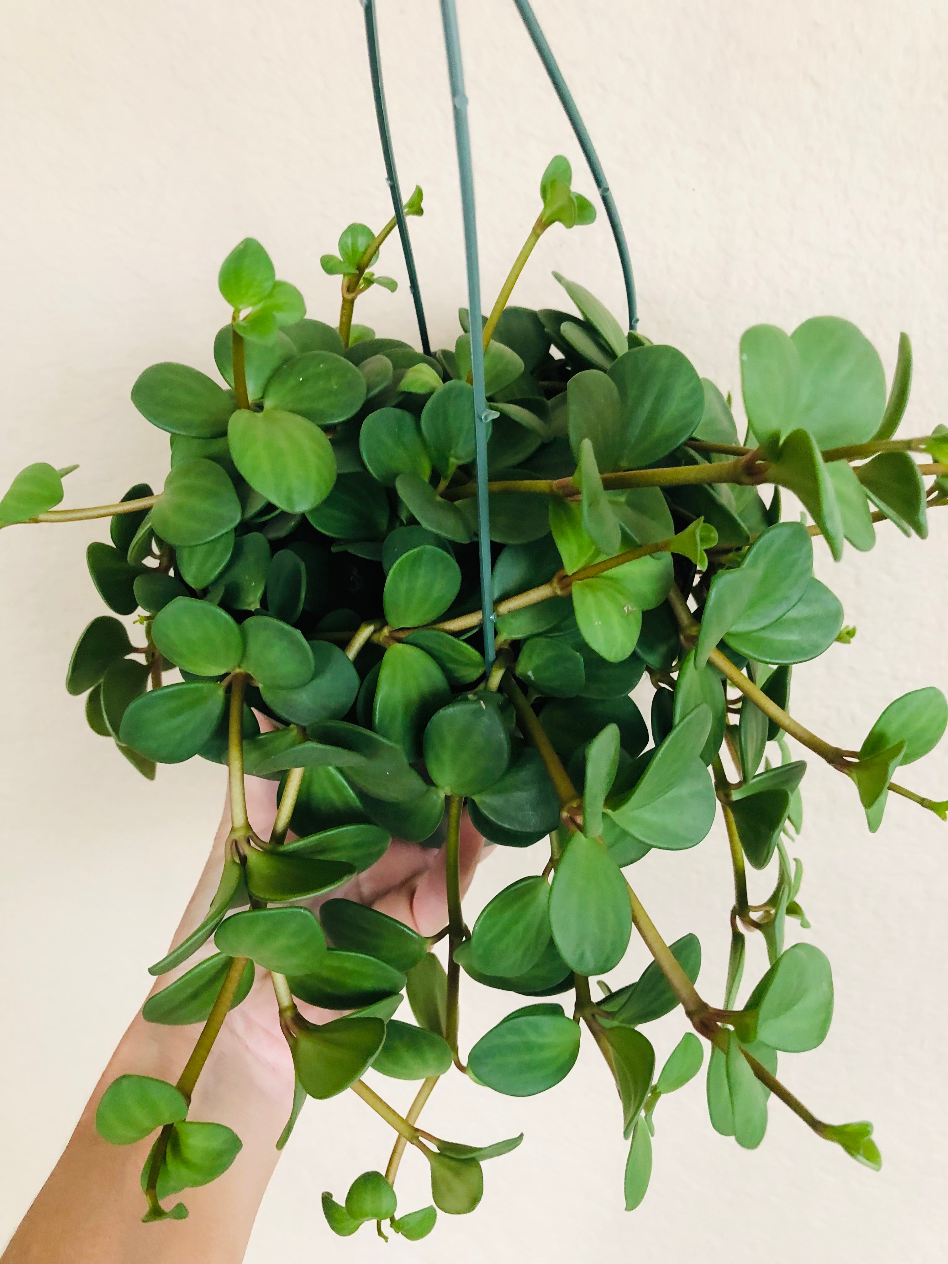 Peperomia 'Hope'