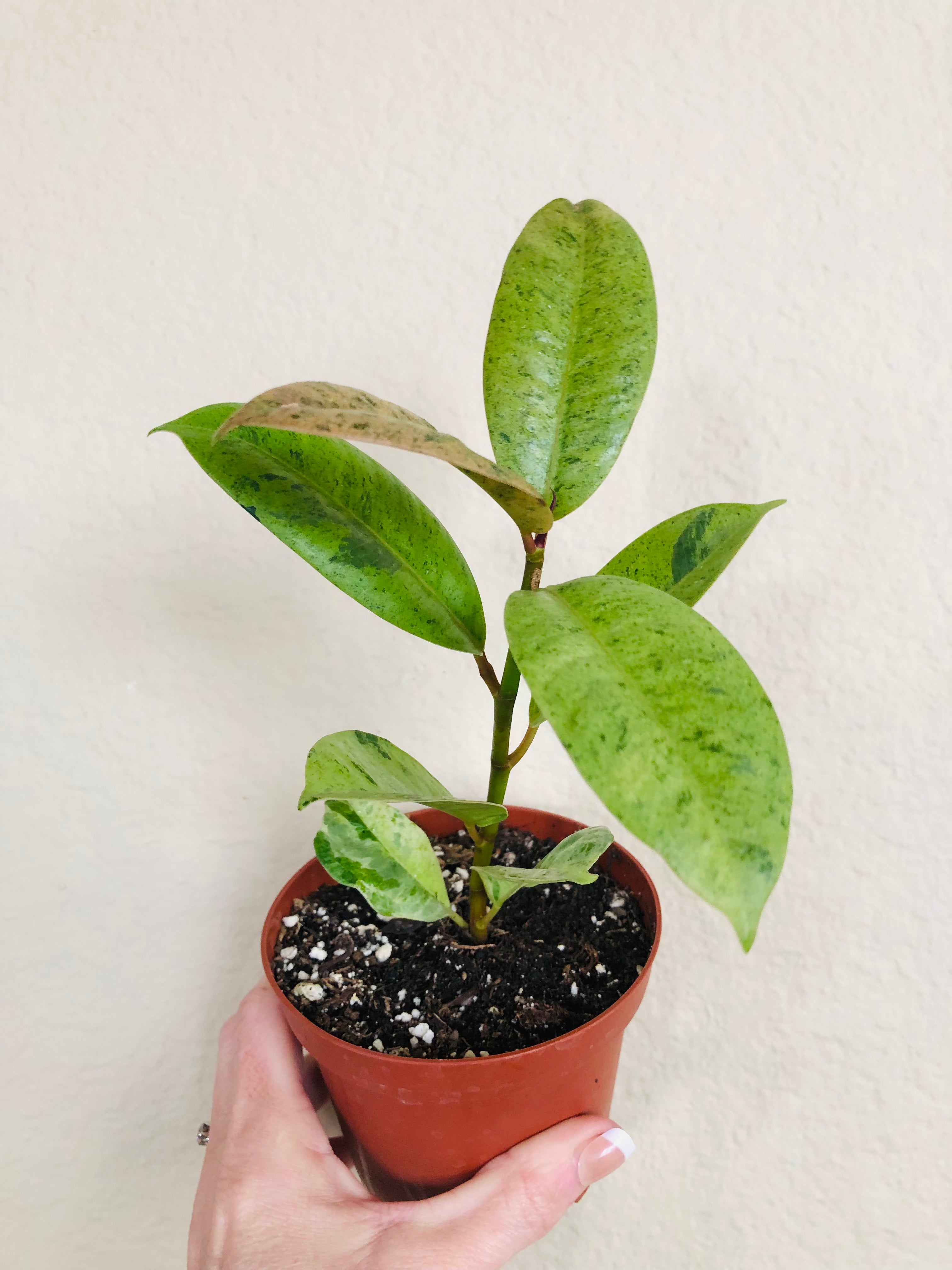 Ficus Shivereana