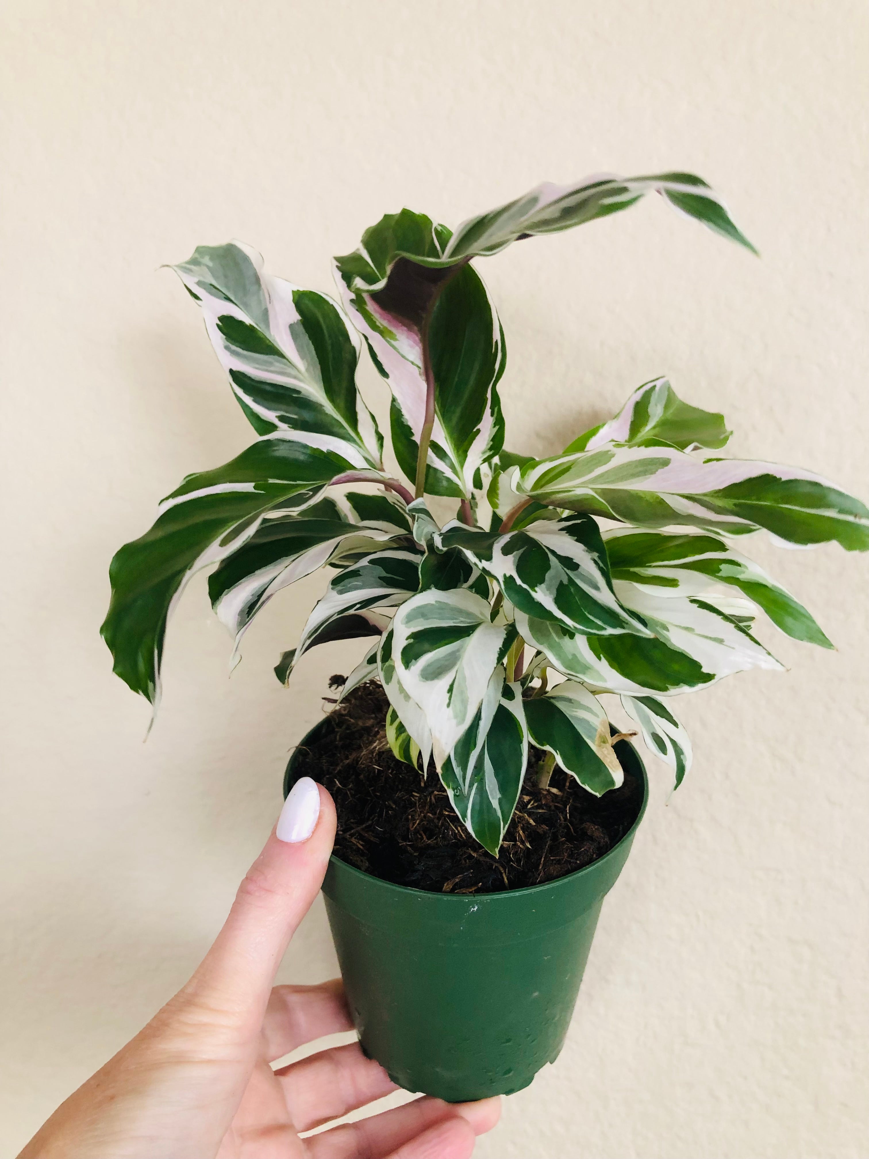 Calathea 'White Fusion'