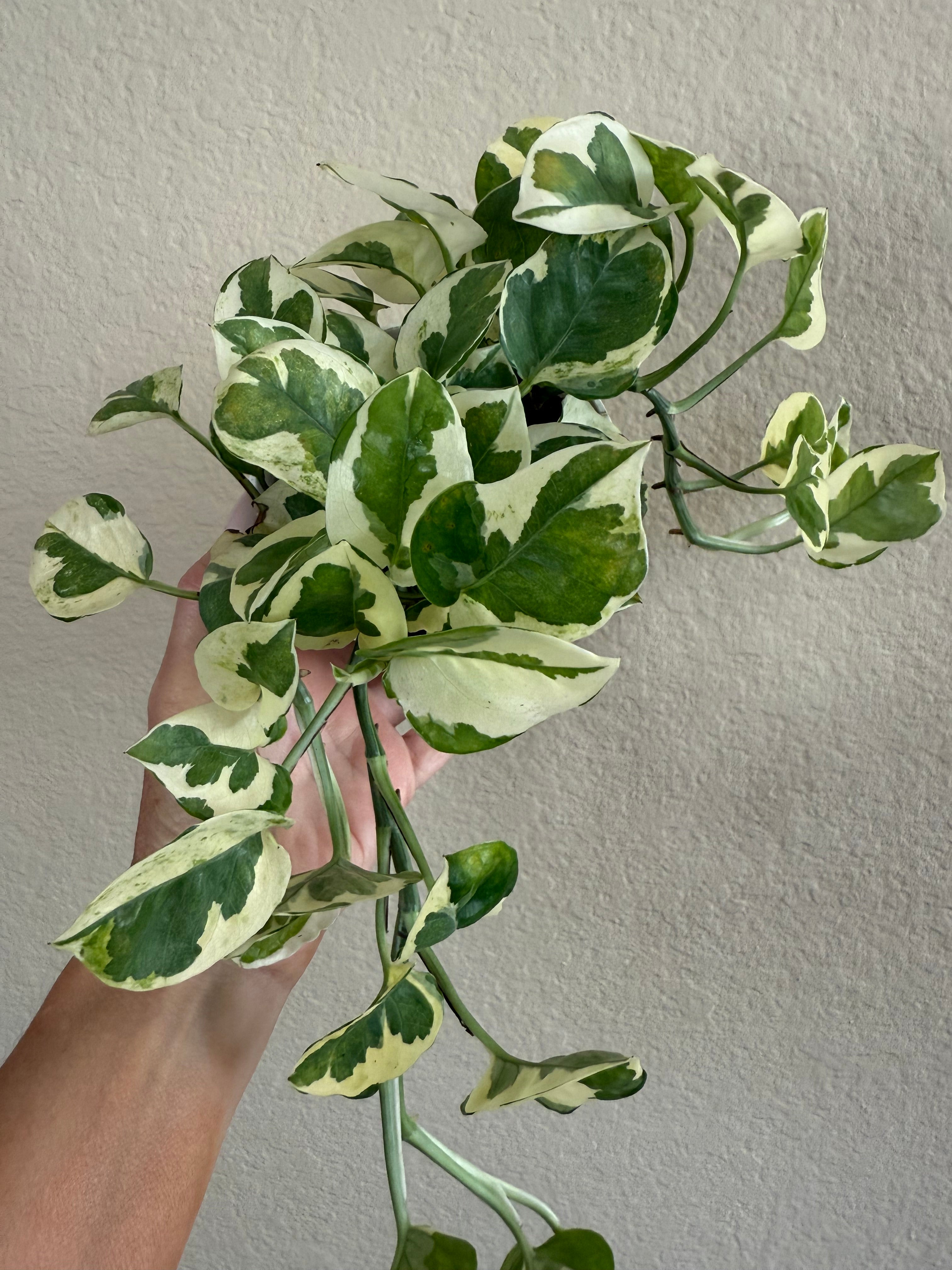 Pothos 'N'joy'