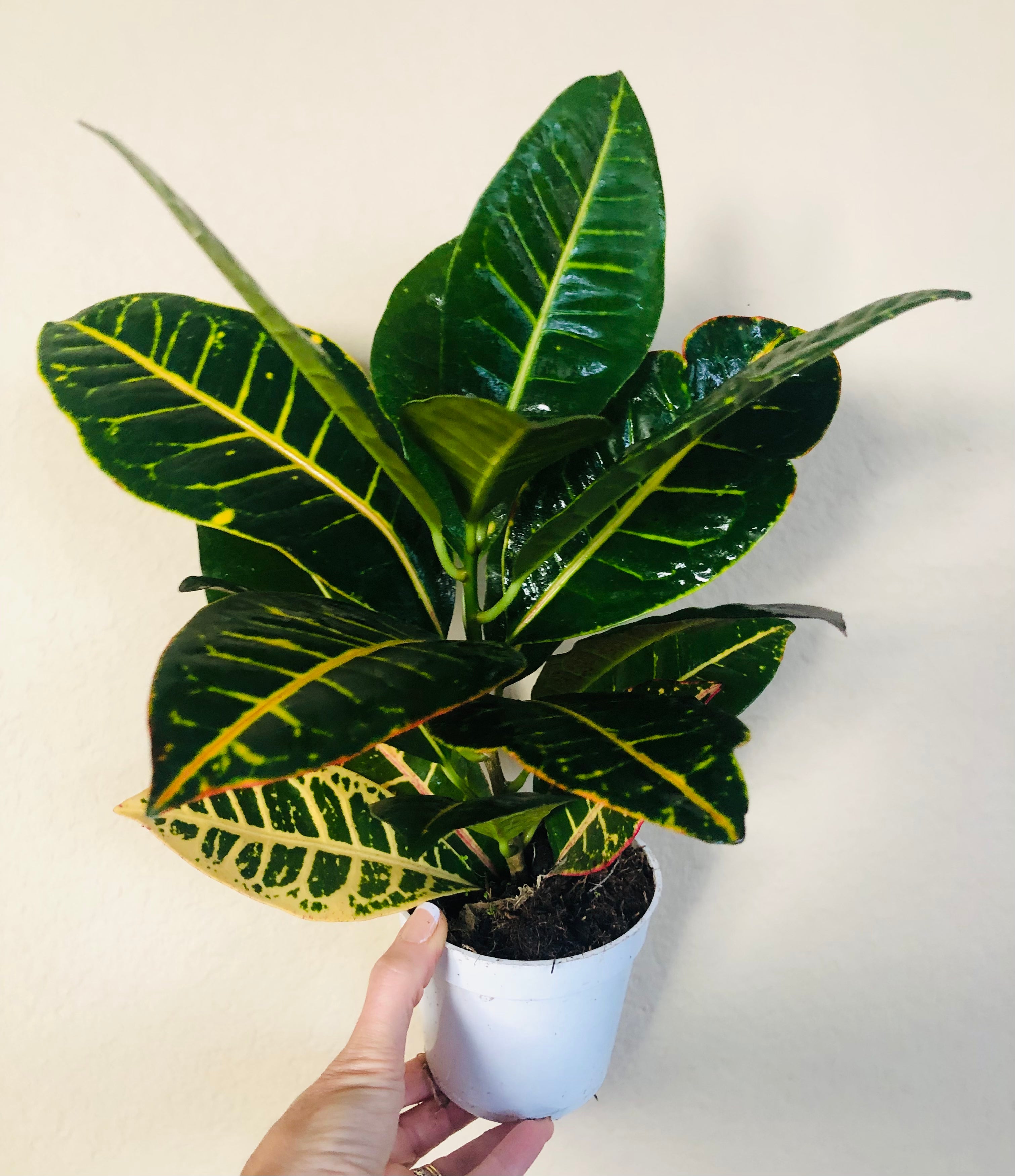 Croton Petra 'Joseph's Coat'
