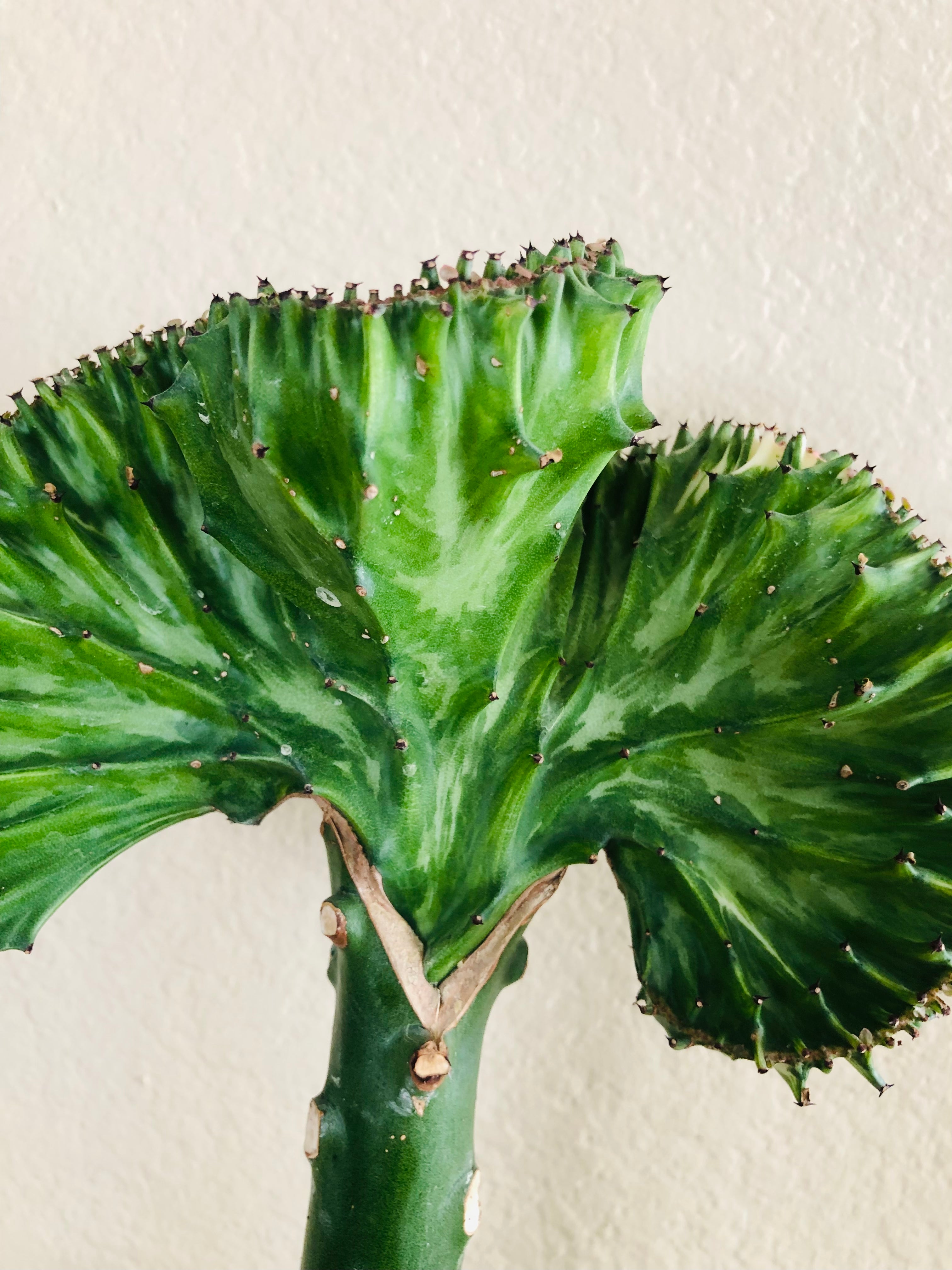 Euphorbia lactea Cristata 'Coral Cactus'