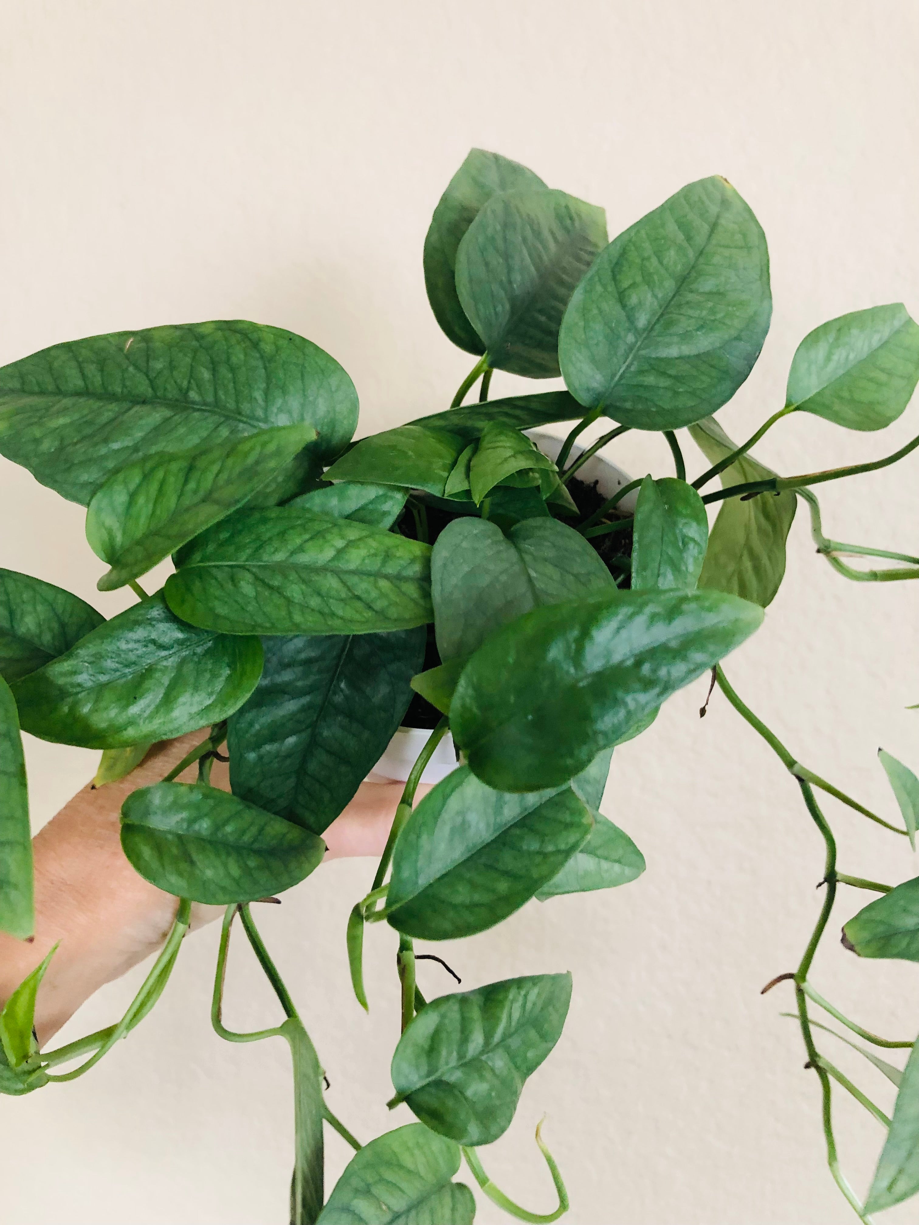 Pothos 'Cebu Blue'