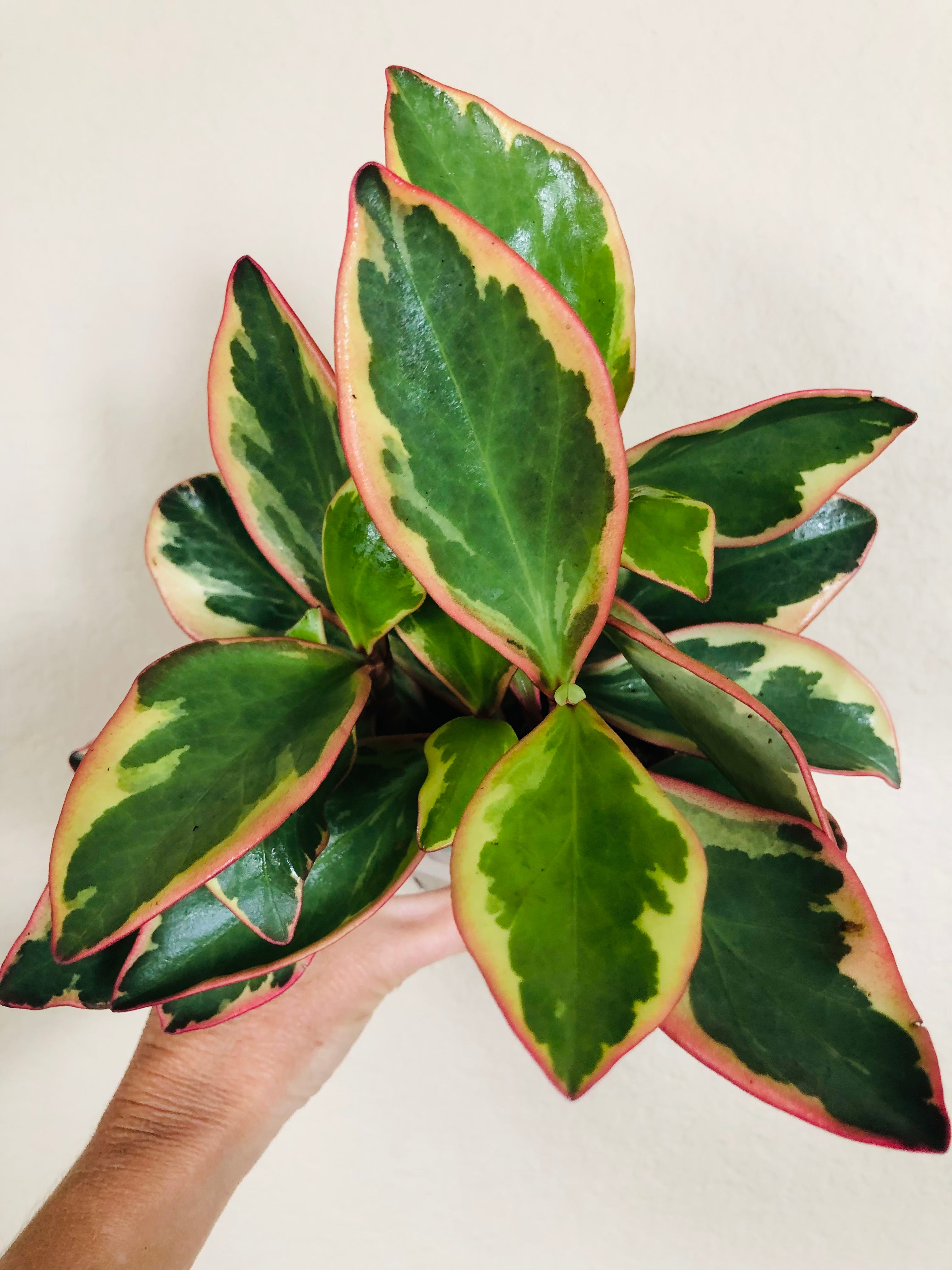 Peperomia 'Ginny'