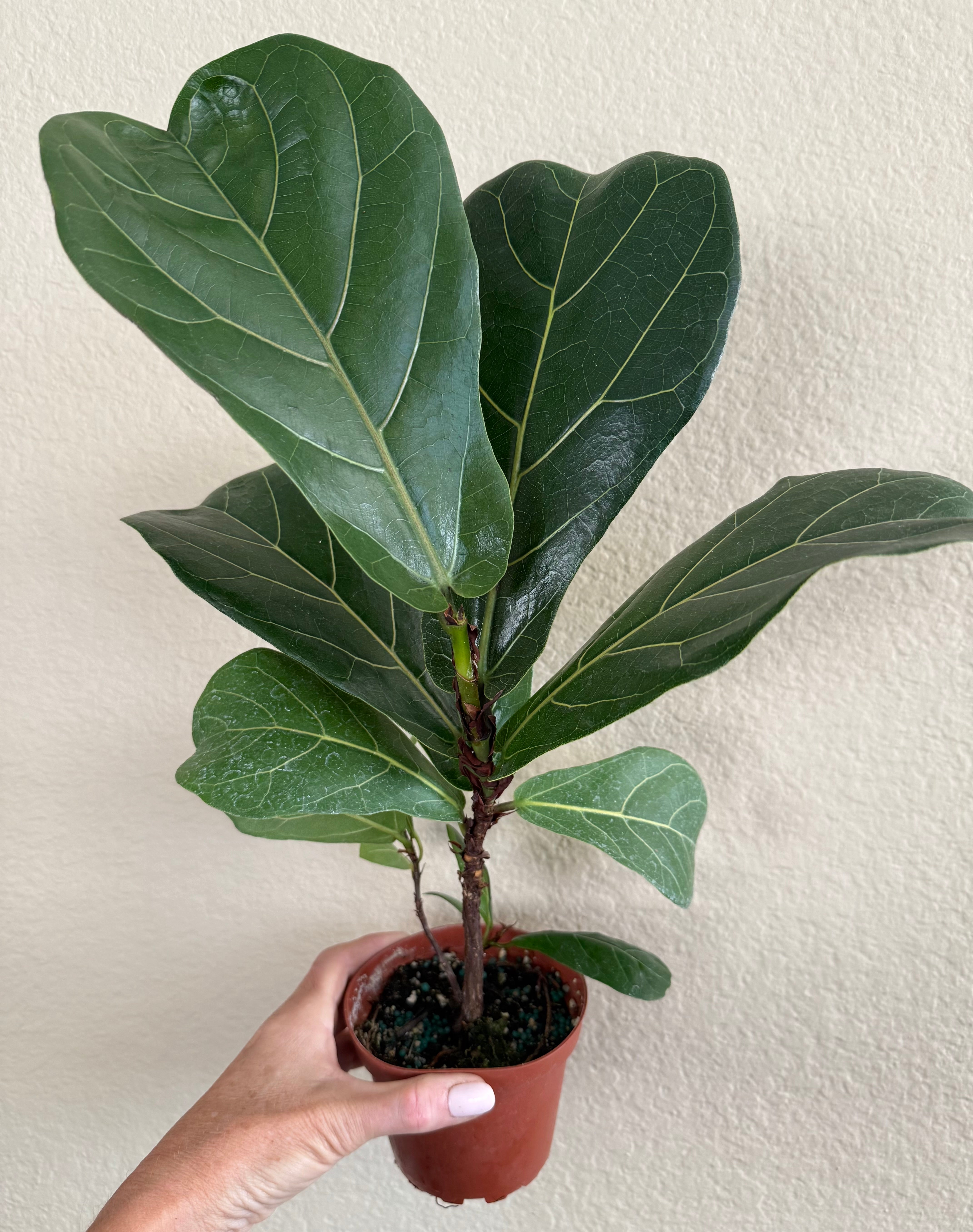 Ficus Lyrata 'Little Sunshine' | Fiddle Leaf Fig