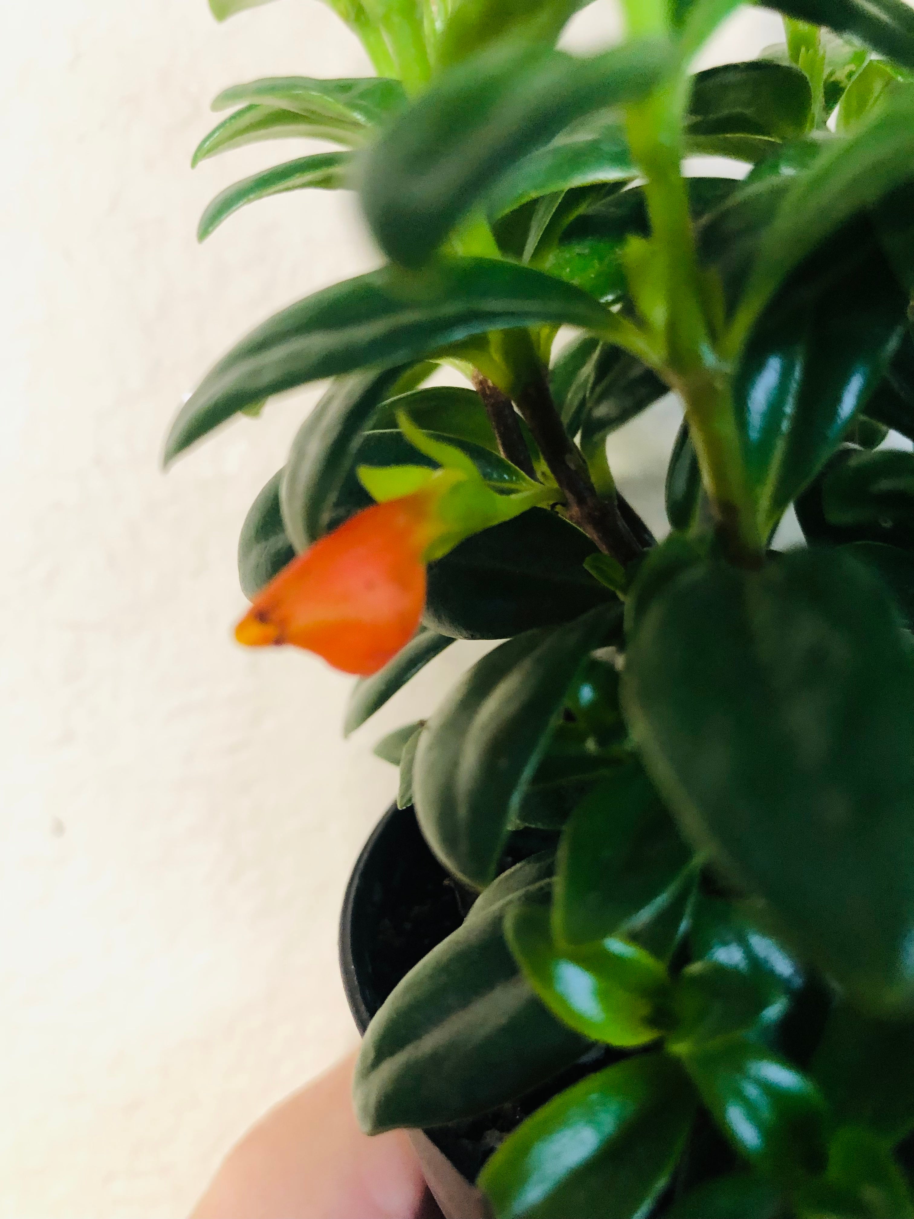 Goldfish Plant