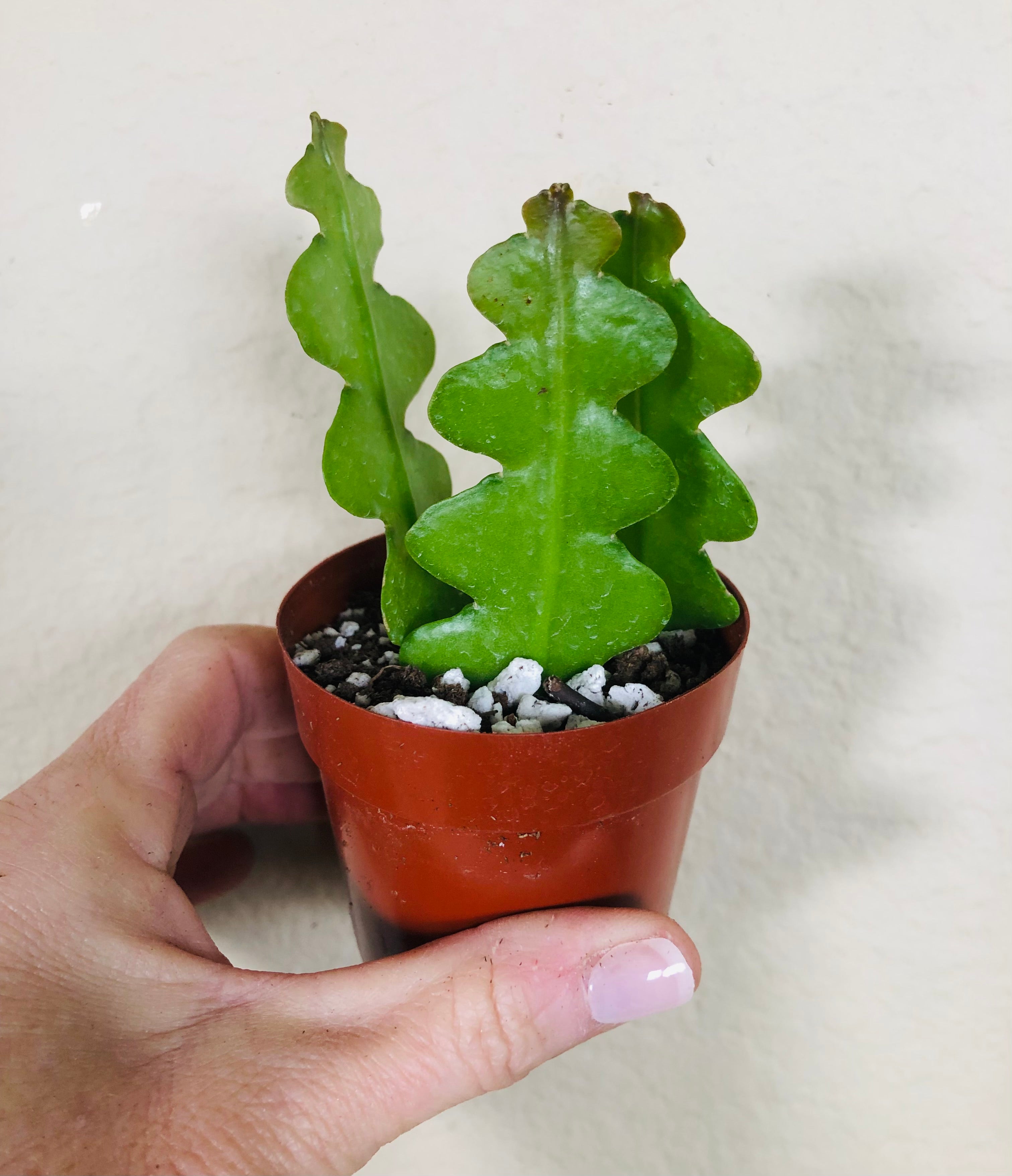 Epiphyllum 'Ric Rac' (Fishbone) Cactus