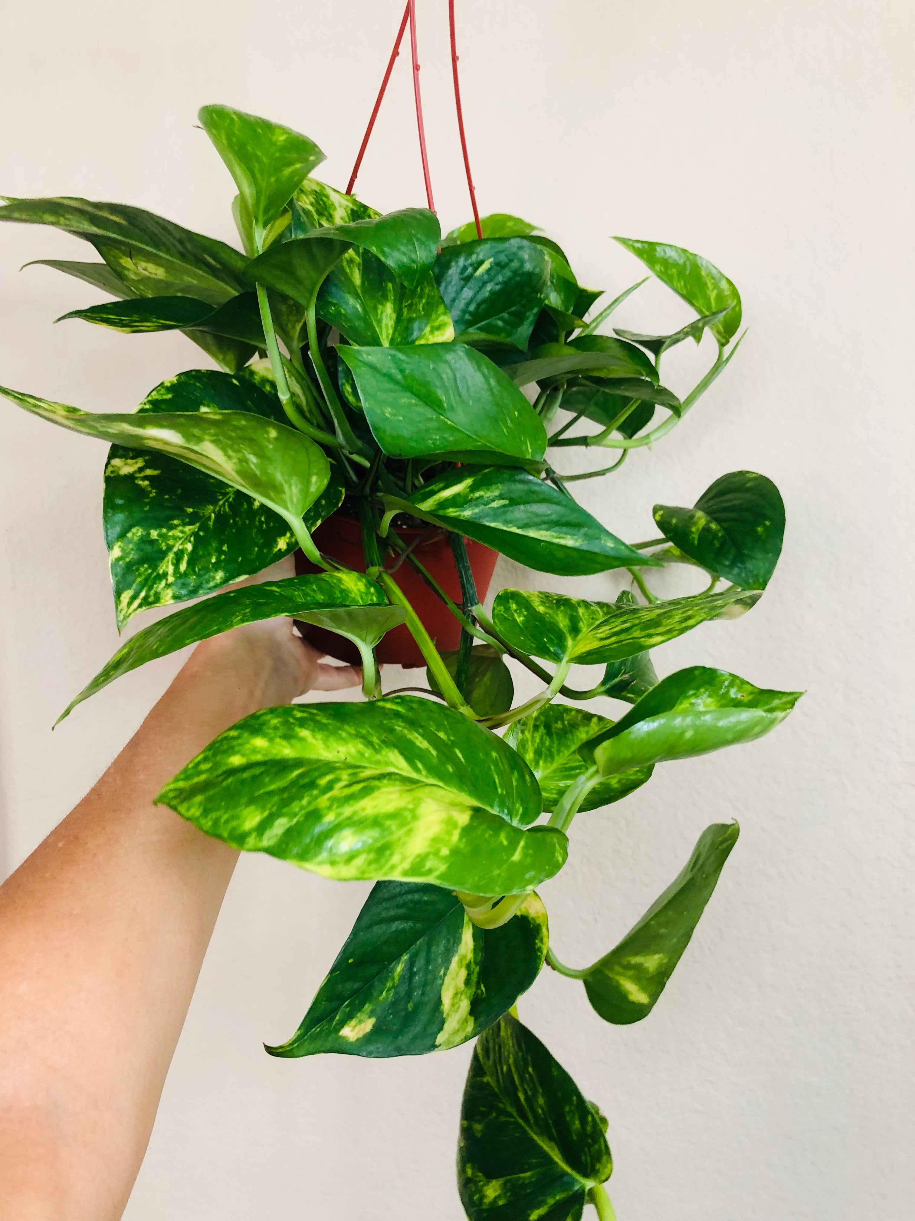 Pothos 'Golden'