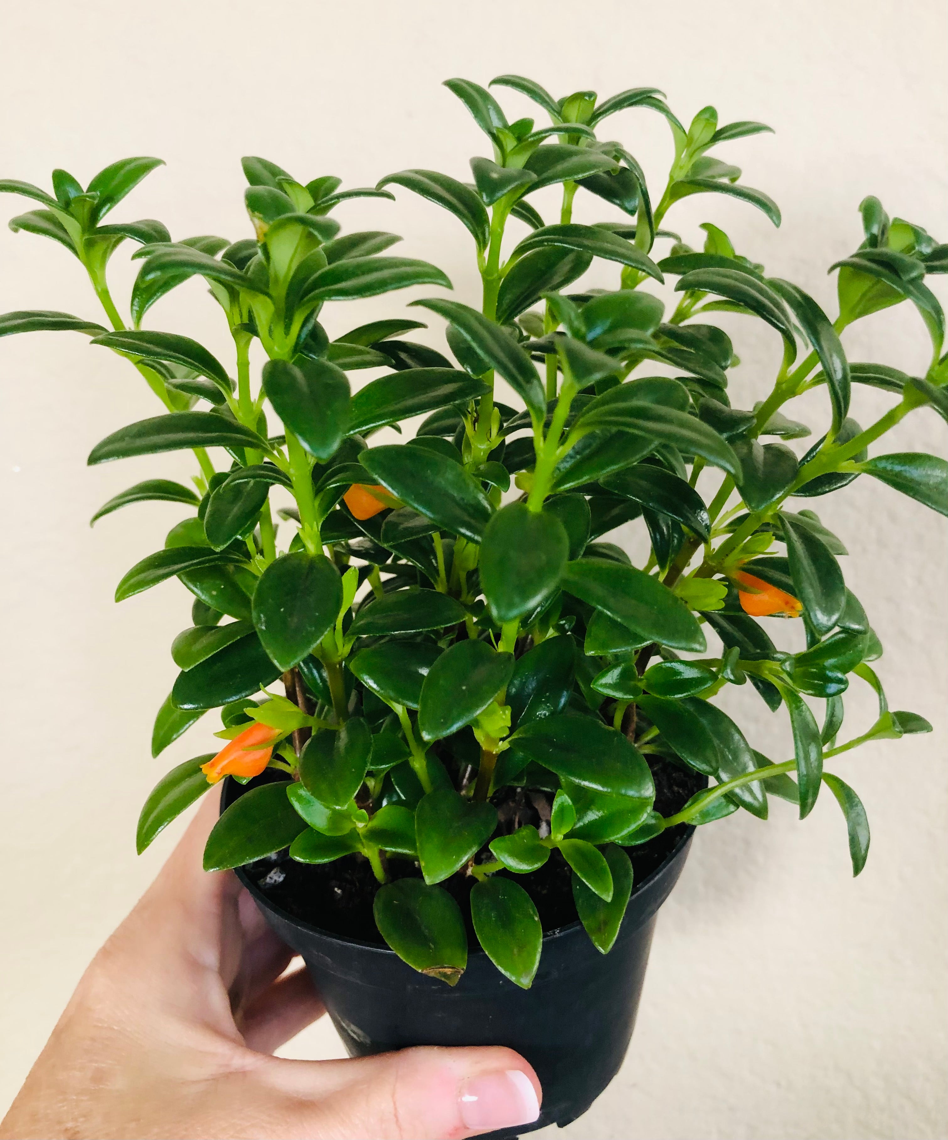 Goldfish Plant
