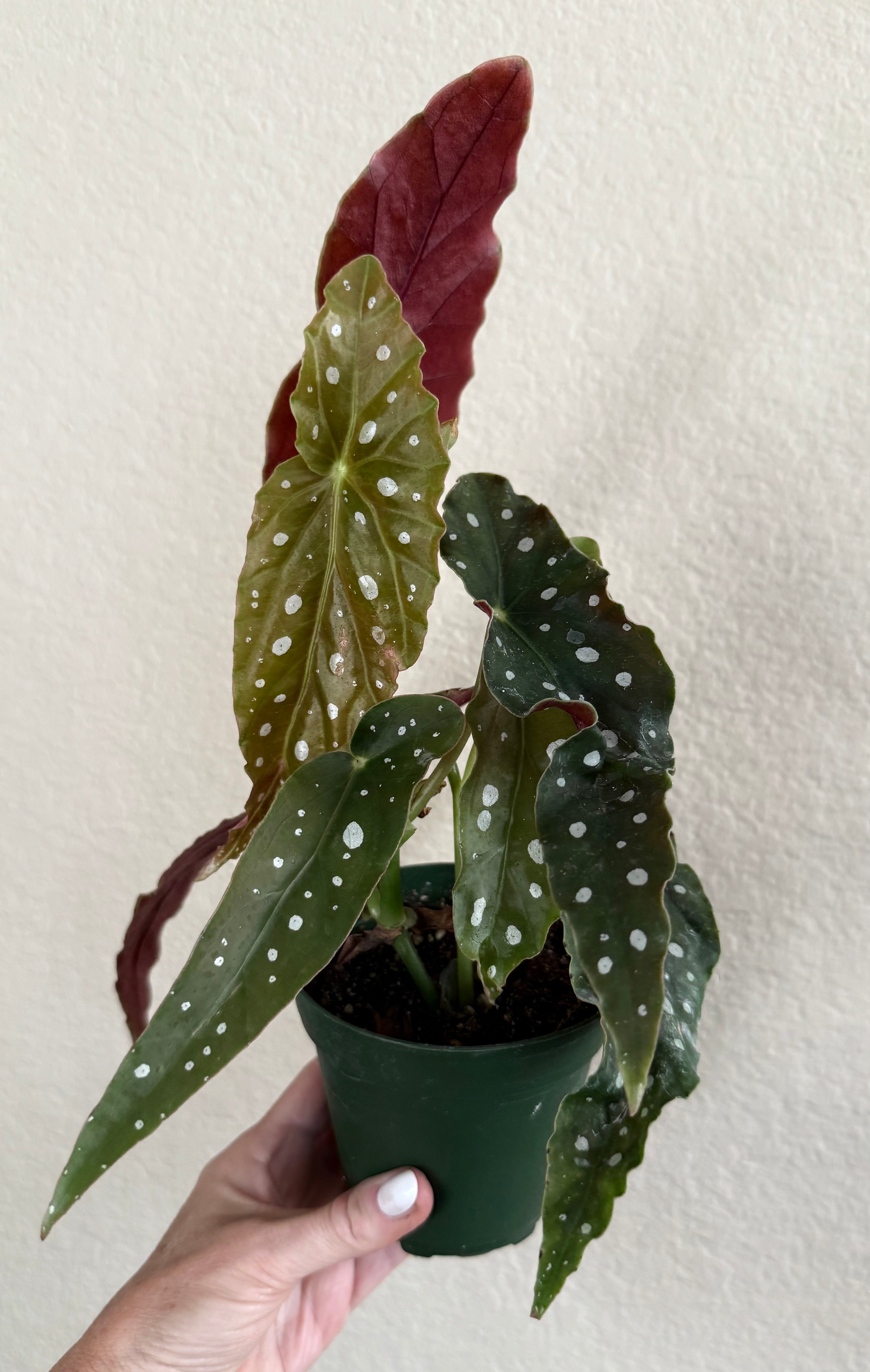 Begonia 'Maculata'