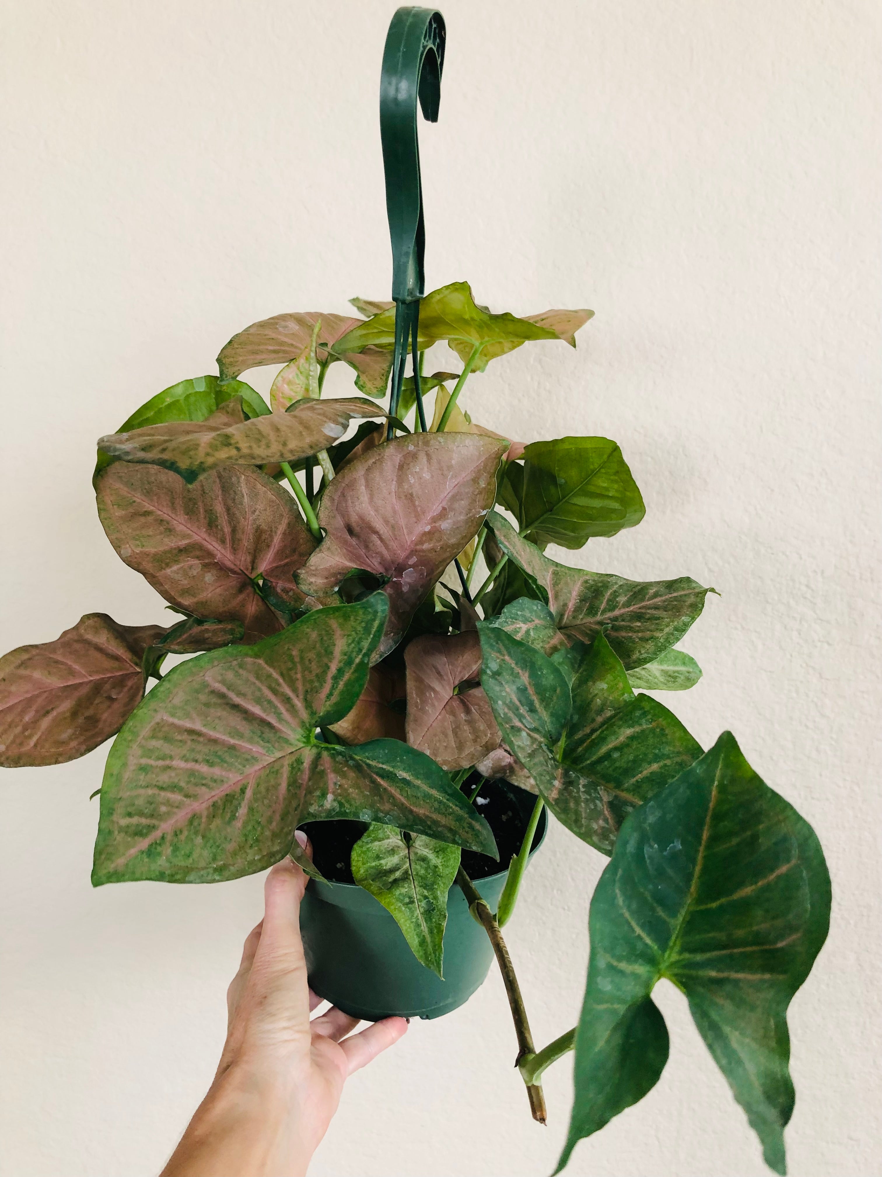Syngonium 'Pink'