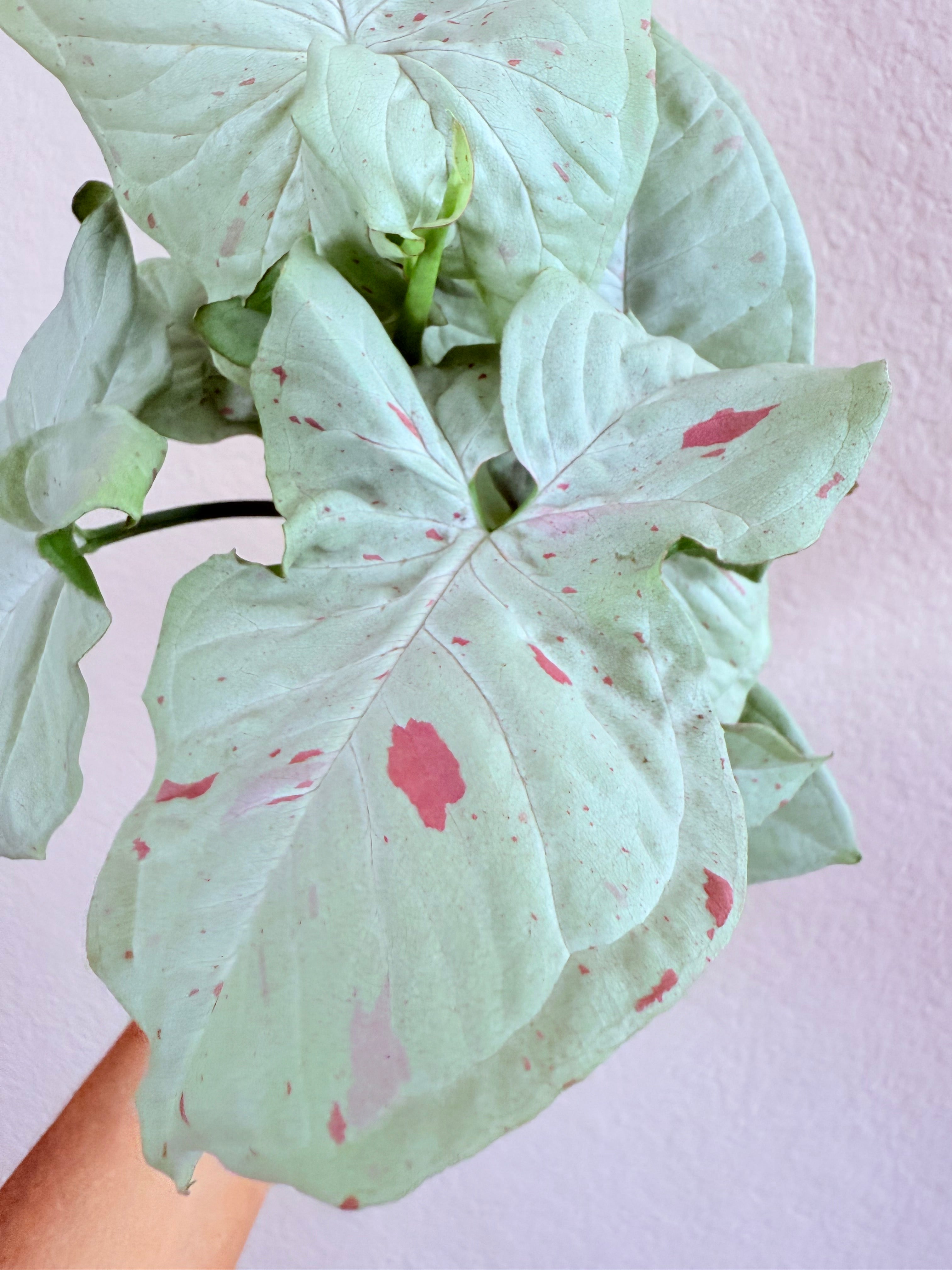 Syngonium 'Confetti'