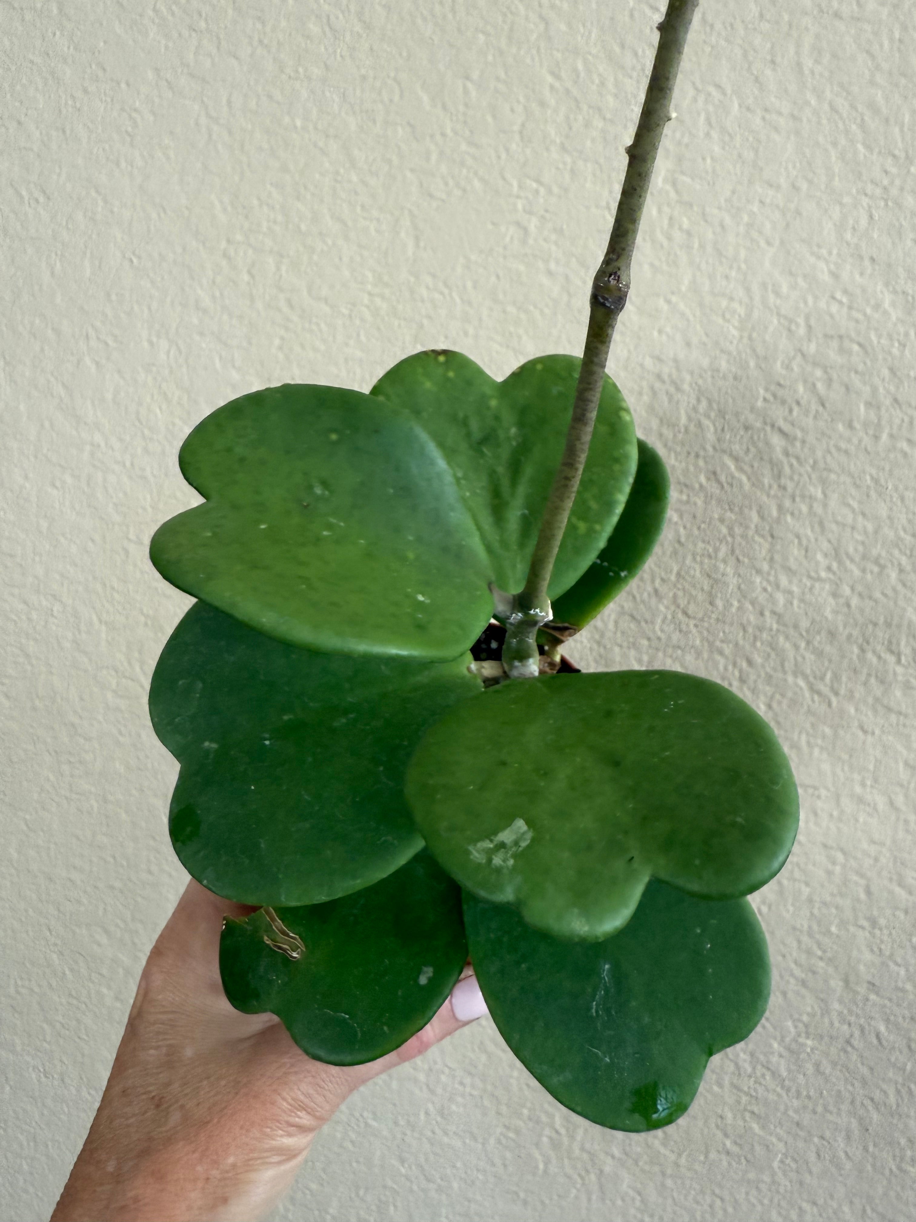Hoya Kerrii Vine